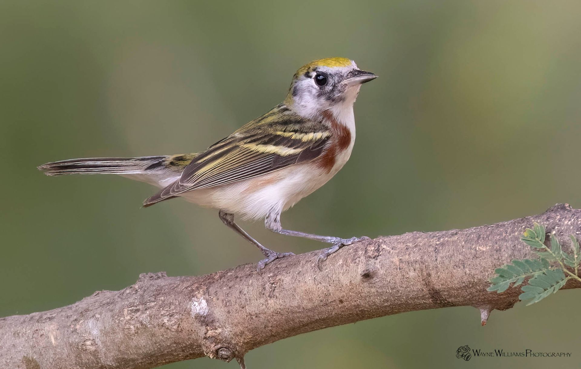 A small bird perched on a tree branch.