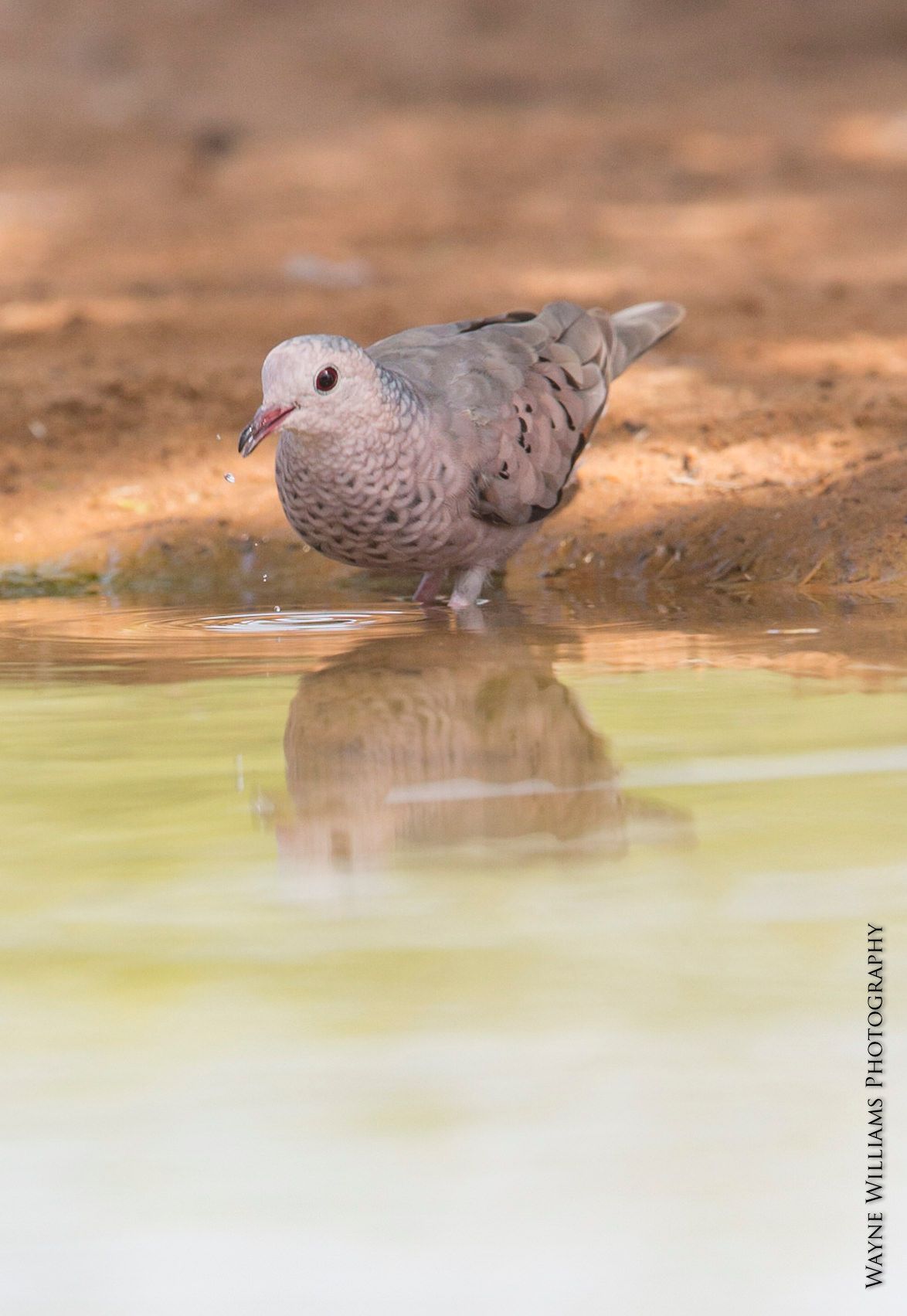 A pigeon is drinking water from a pond.