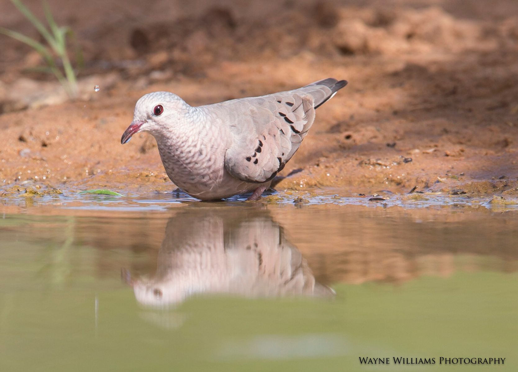 A white pigeon is drinking water from a pond.
