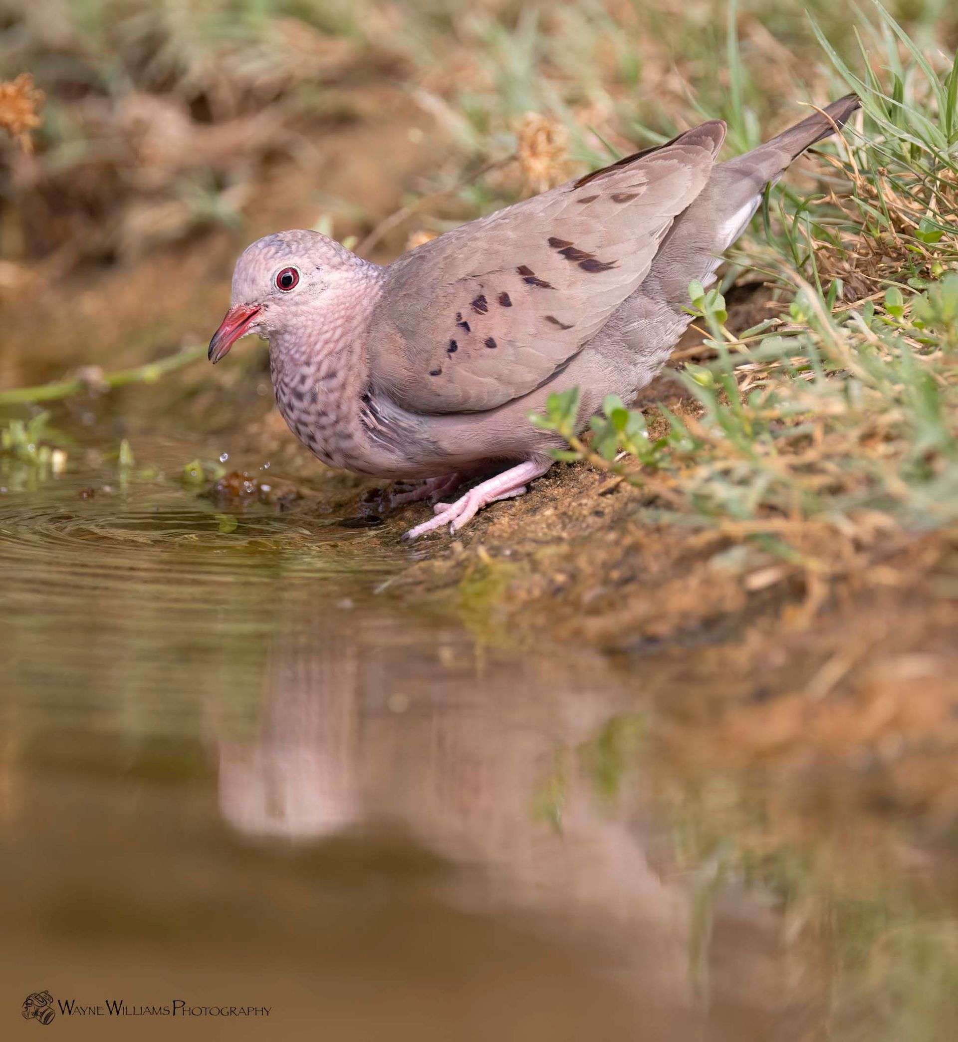 A dove is drinking water from a pond.