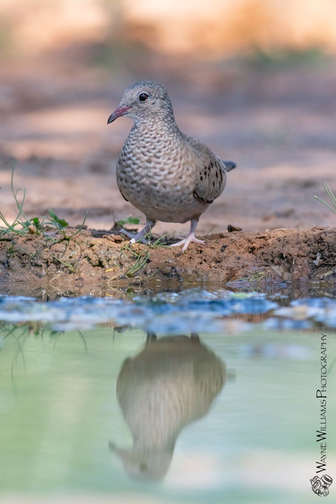 A bird is standing on a rock next to a body of water.