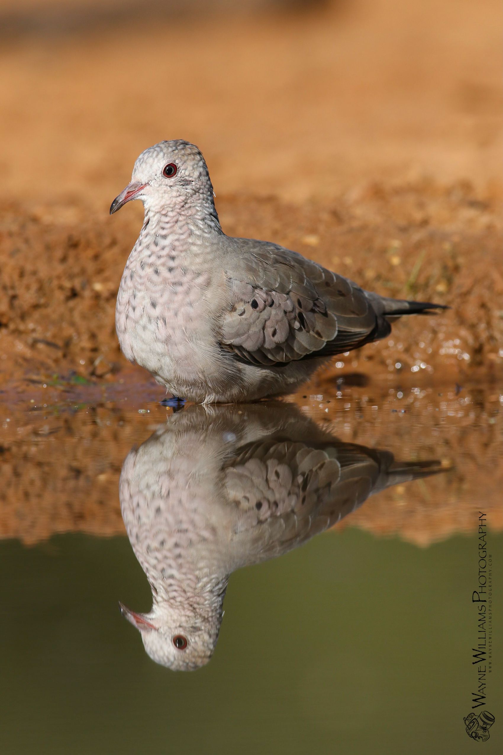 A pigeon is standing in a puddle of water and its reflection is in the water.