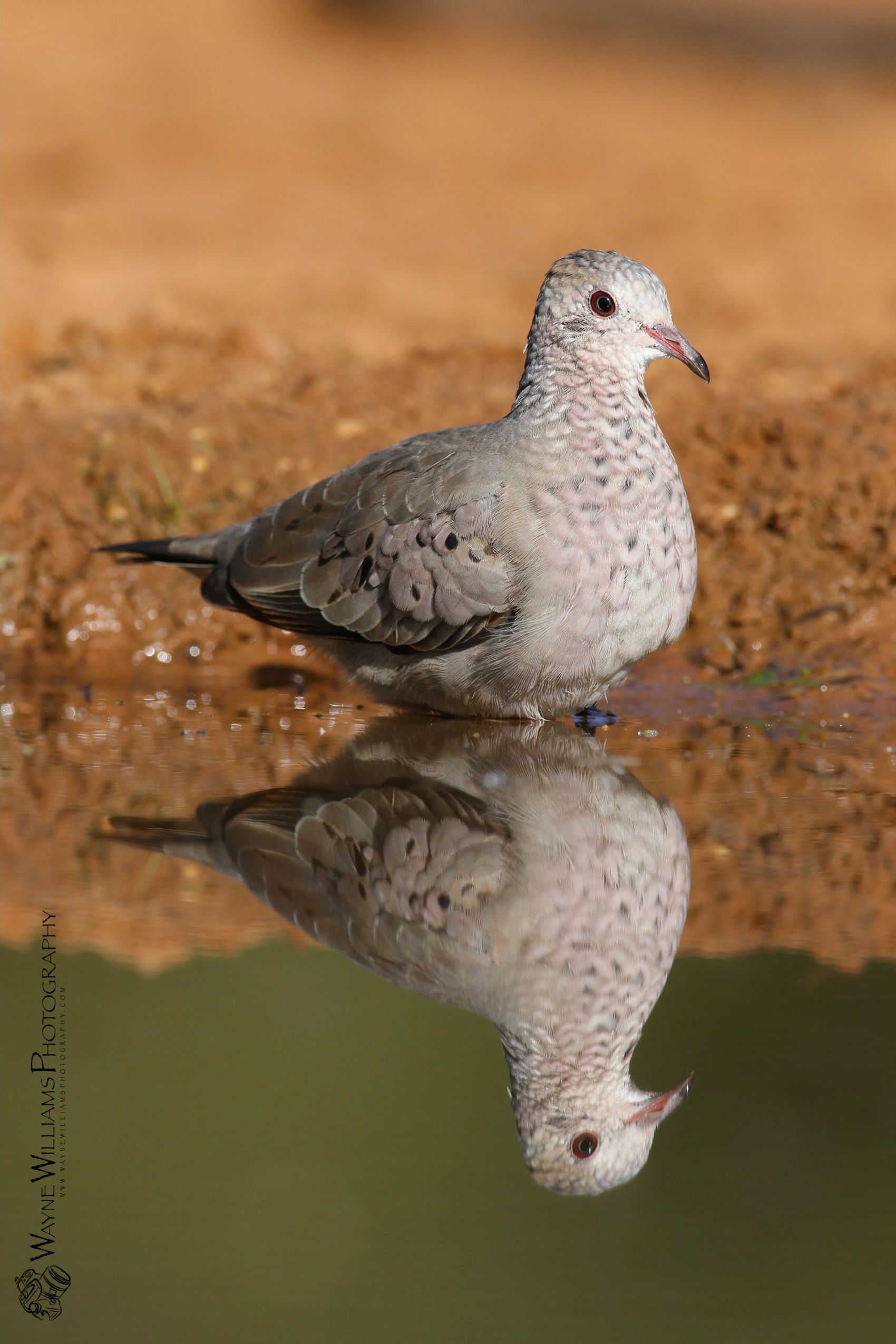 A pigeon is standing in the water and its reflection is in the water.