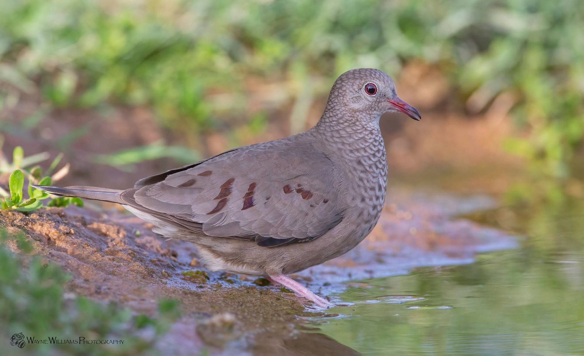 A pigeon is standing in the water near a rock.