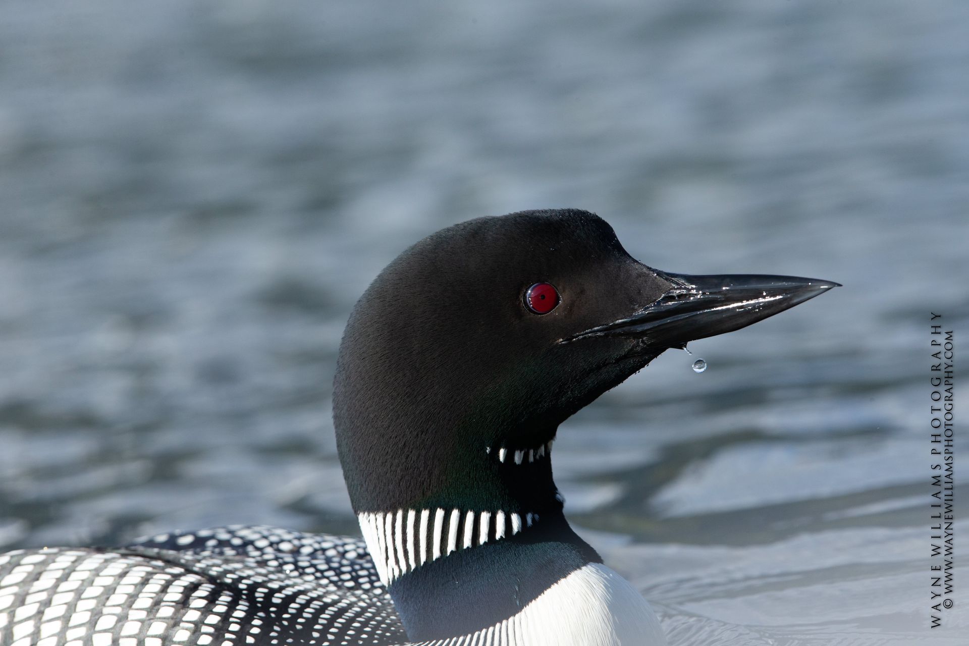 A black and white bird with red eyes is swimming in the water
