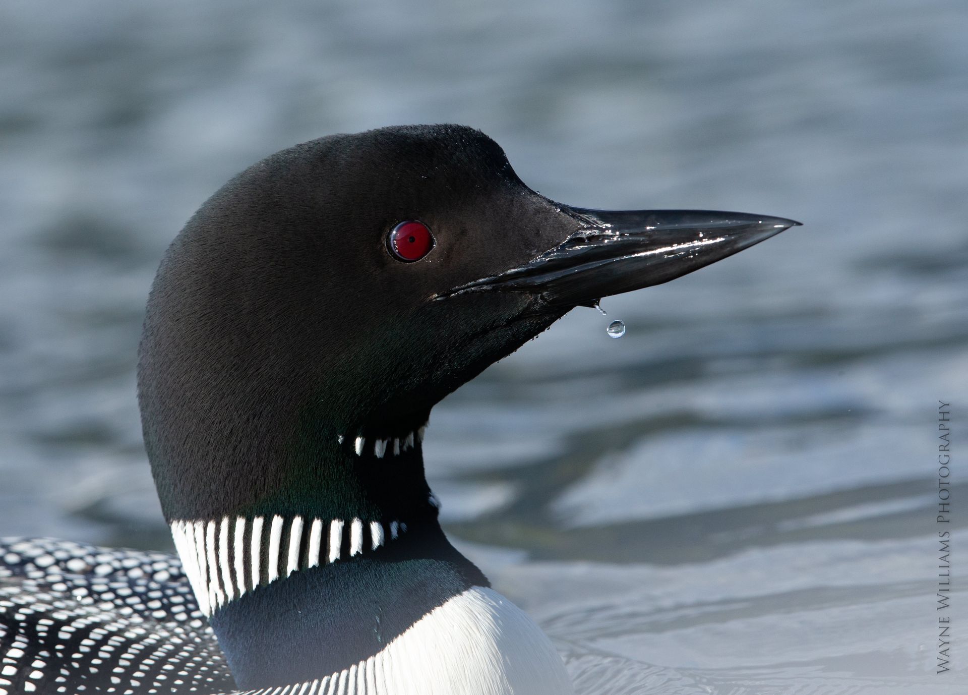 A black and white bird with red eyes is swimming in the water