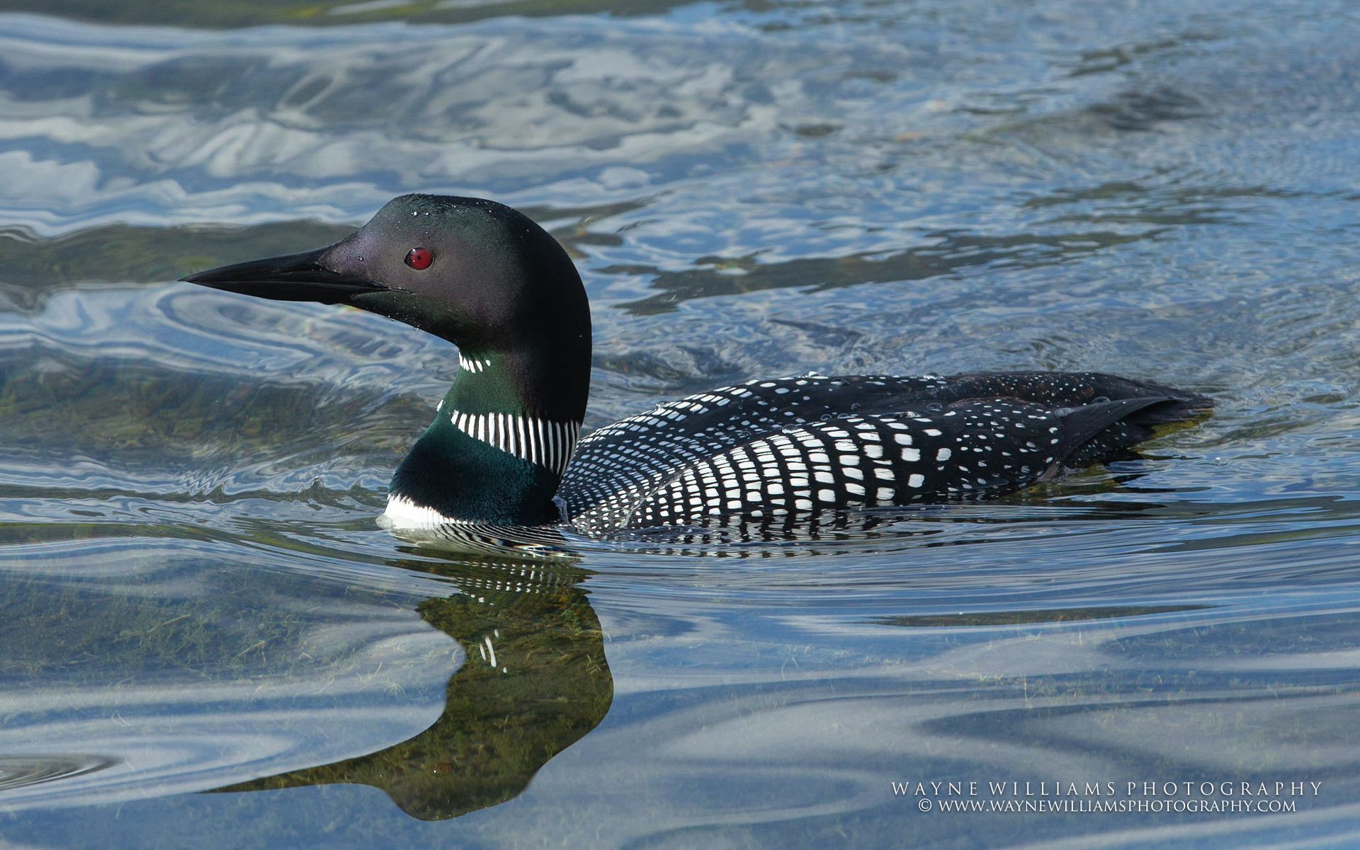 A black and white duck is swimming in the water.