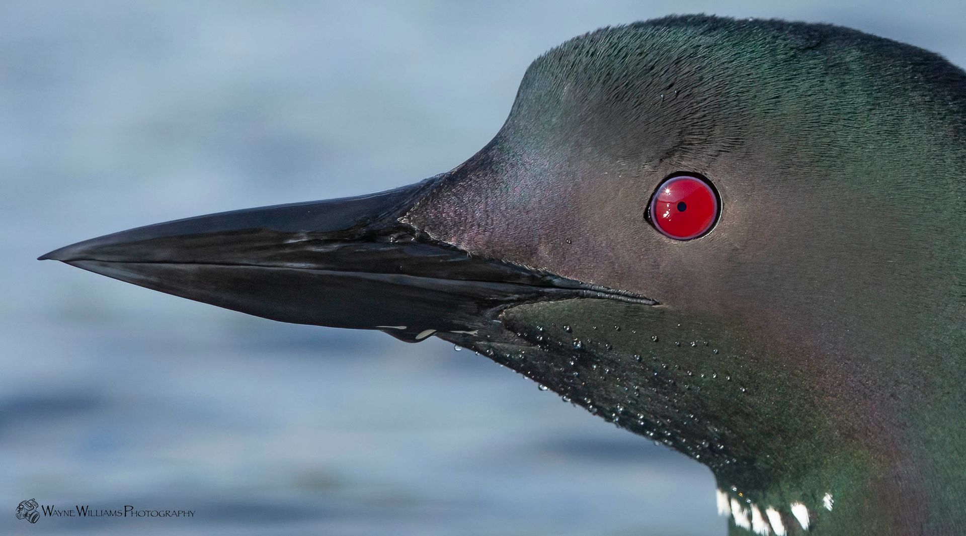 A close up of a bird 's head with red eyes
