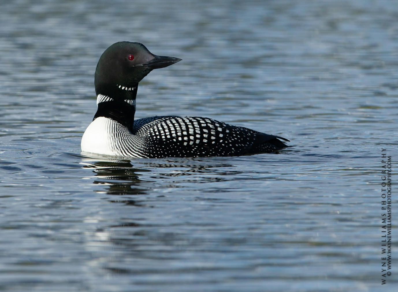 A black and white duck is swimming in the water.