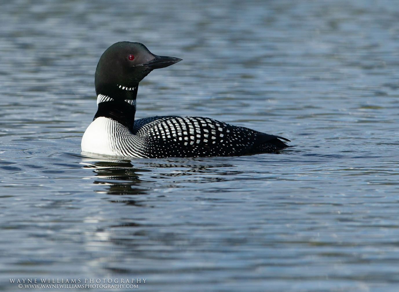 A black and white duck is swimming in the water.