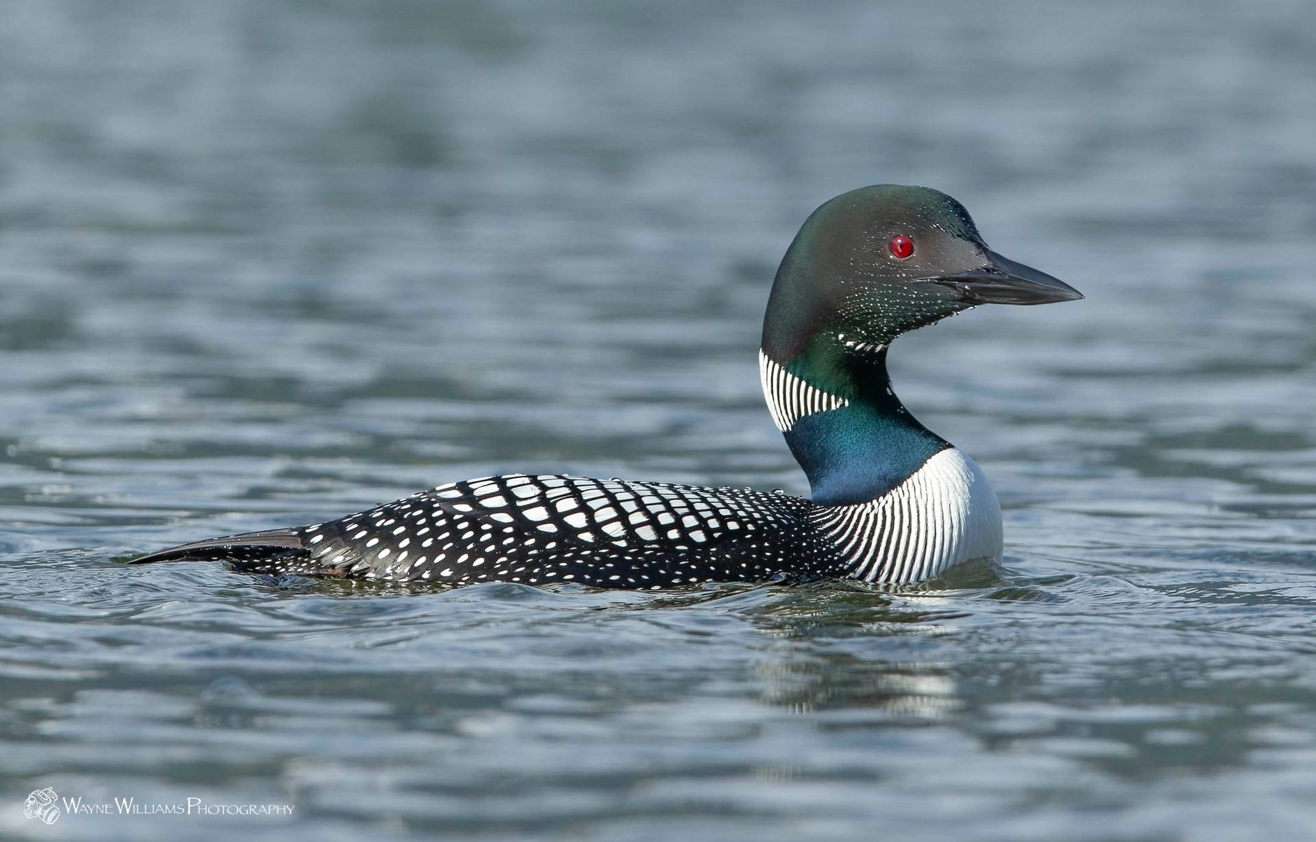 A loon is swimming in the water with red eyes.