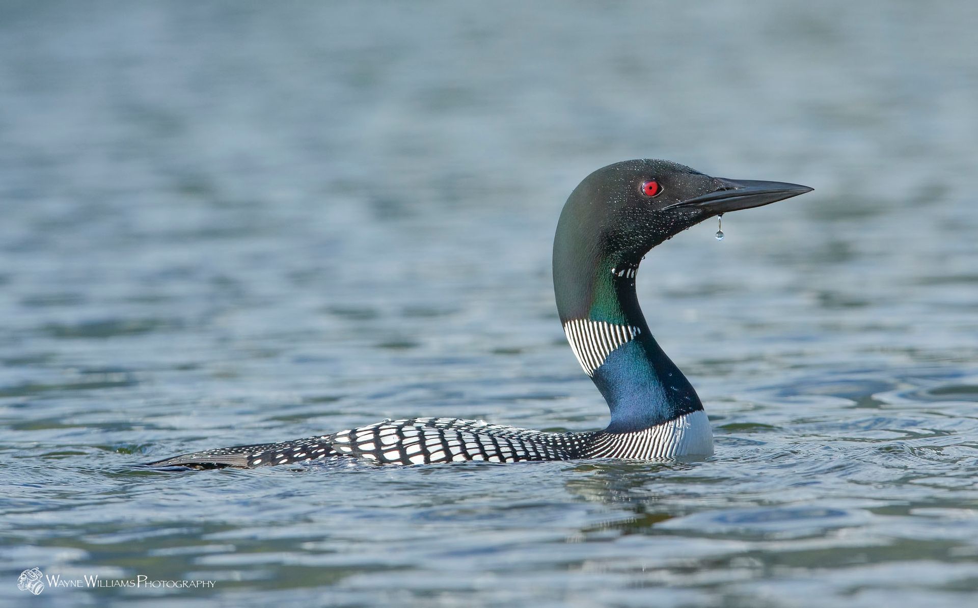 A black and blue bird is swimming in the water.