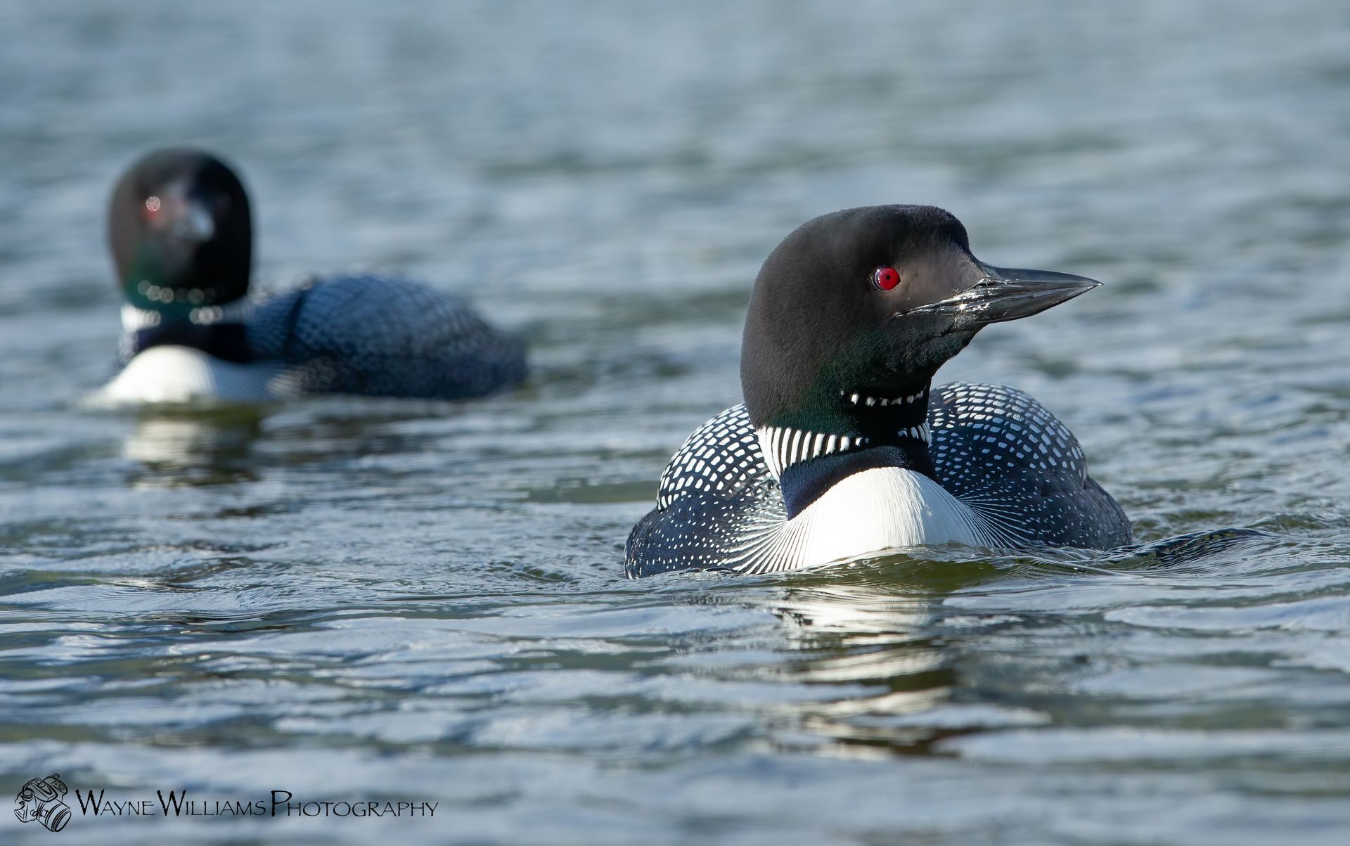 Two ducks are swimming in the water and one has red eyes.