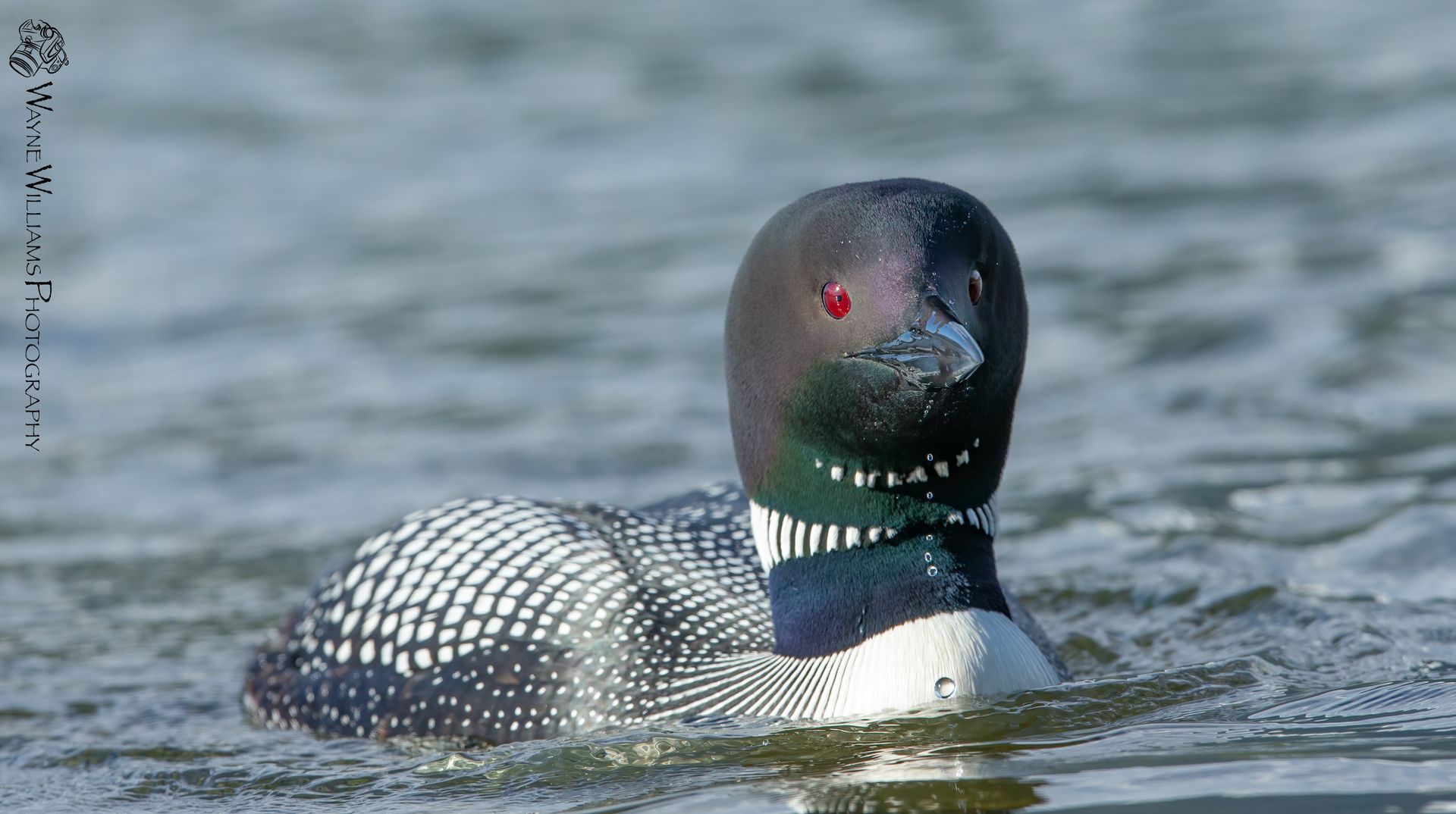A duck with red eyes is swimming in the water