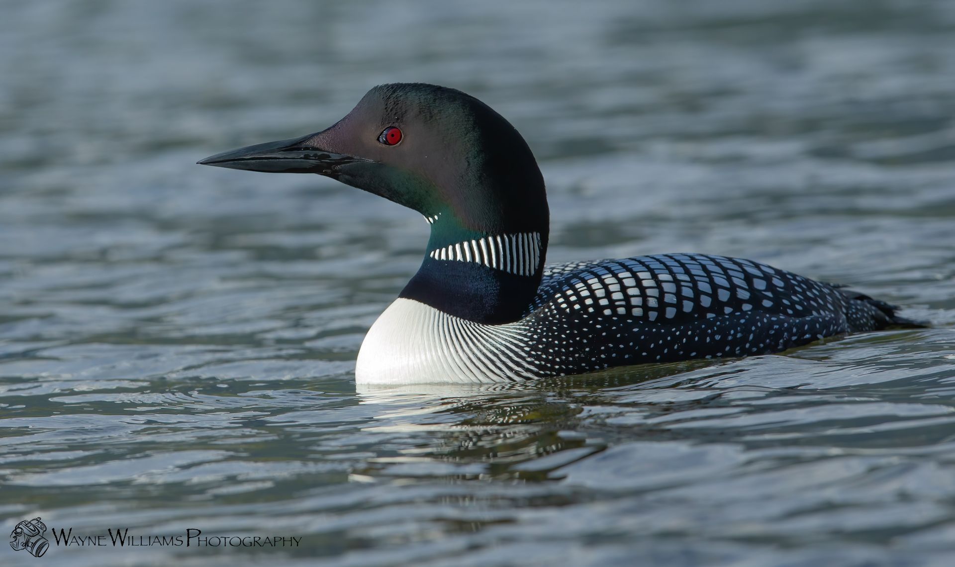 A loon is swimming in the water with red eyes.