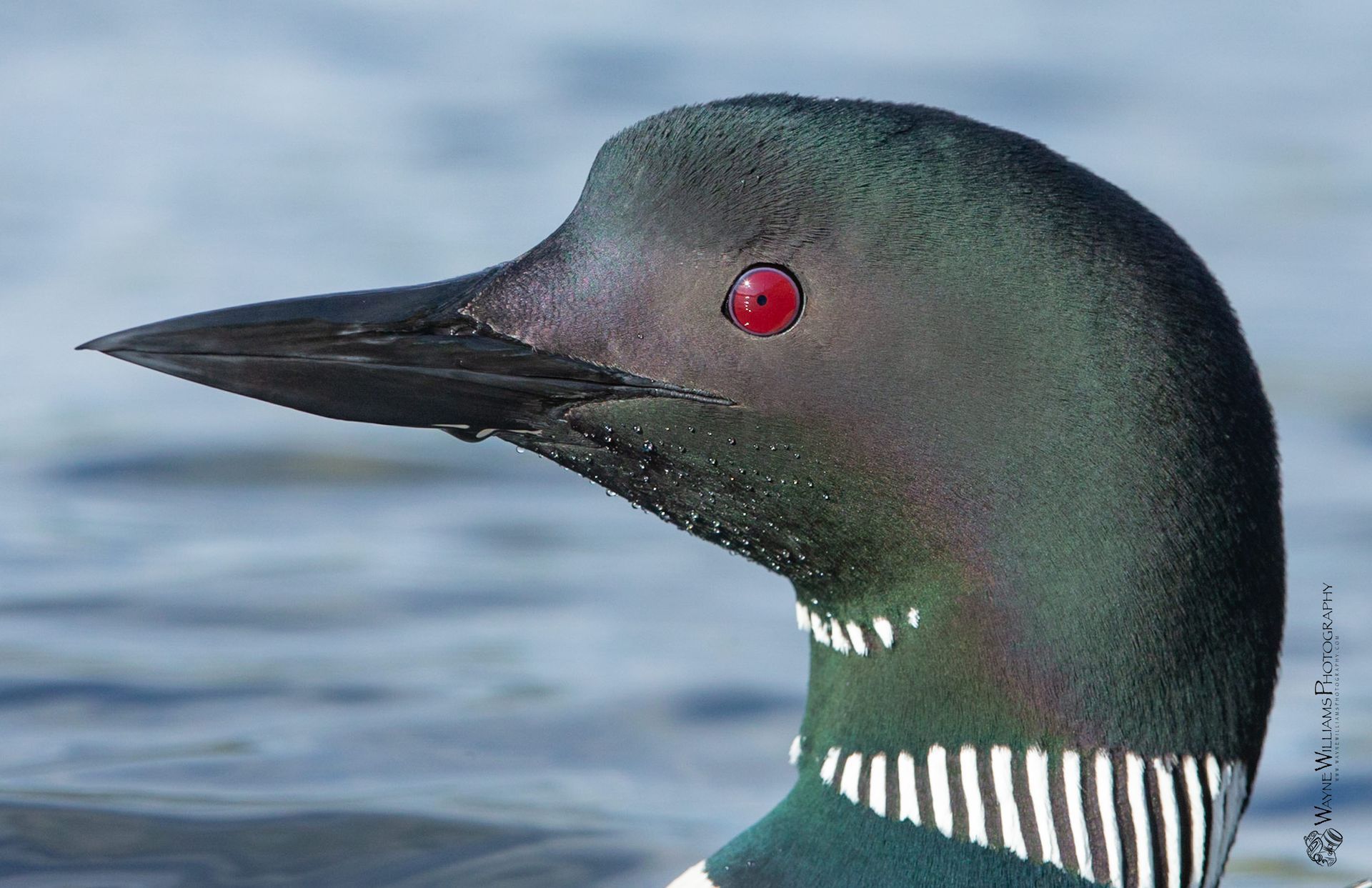 A close up of a bird 's head with a red eye