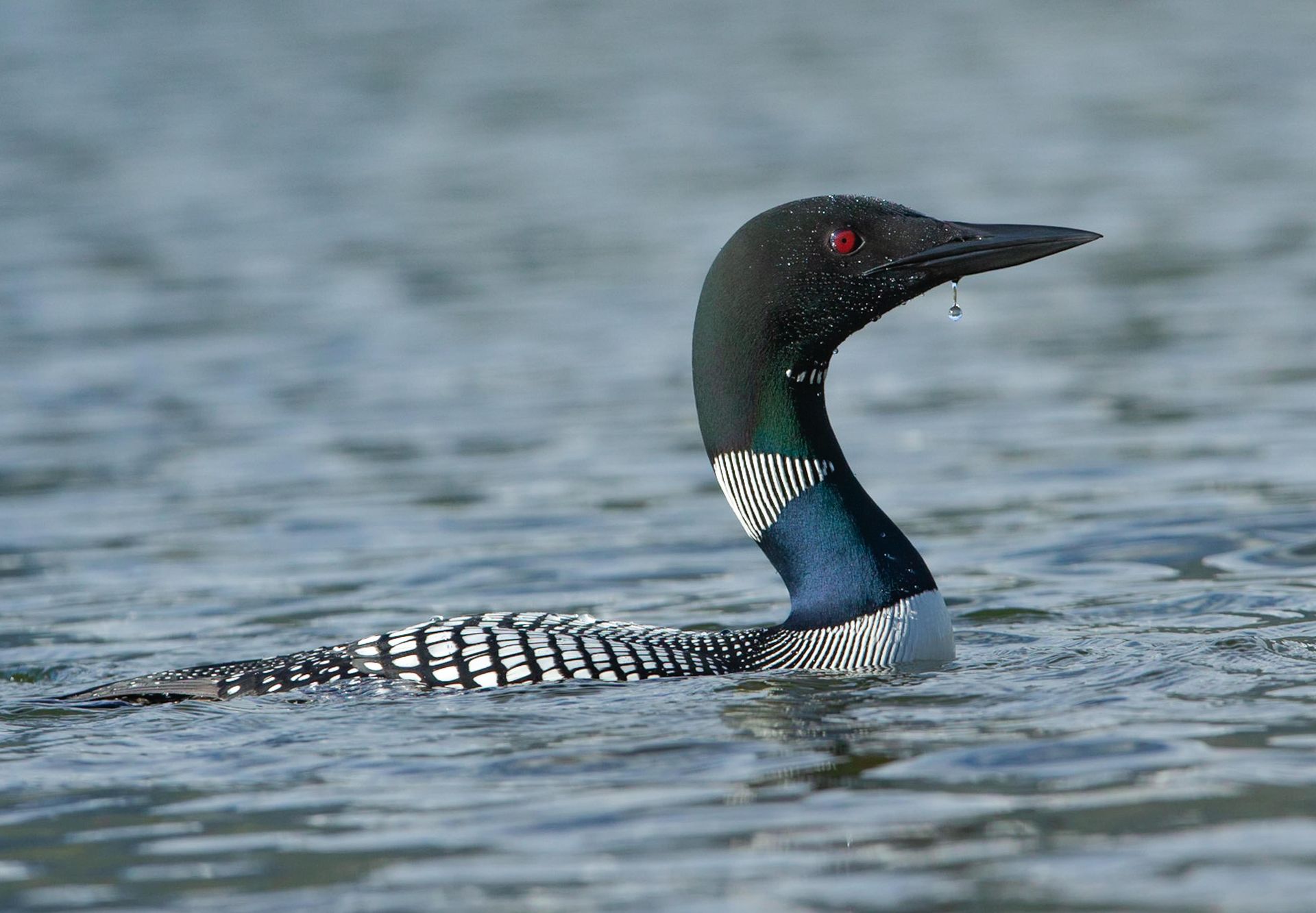 A black and white bird is swimming in the water.