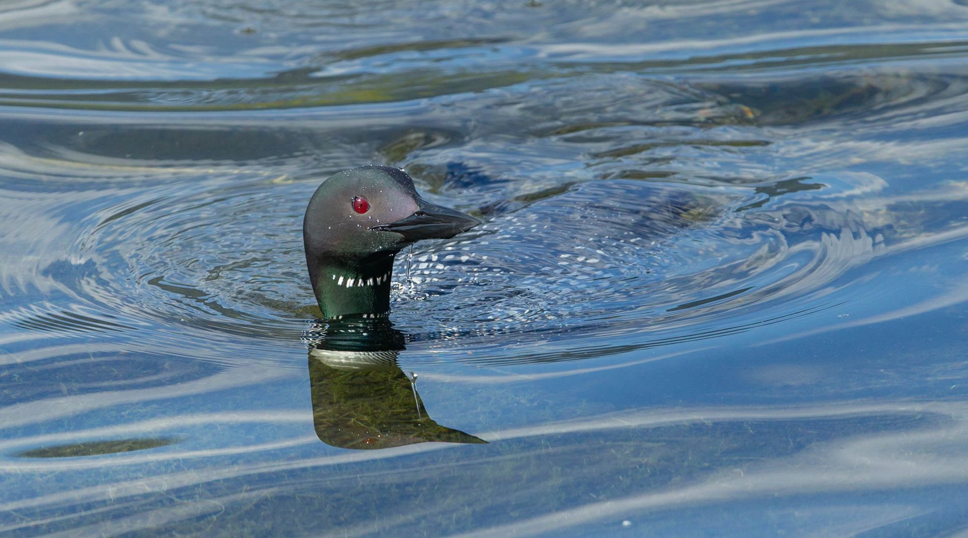 A duck is swimming in the water with its head out of the water.