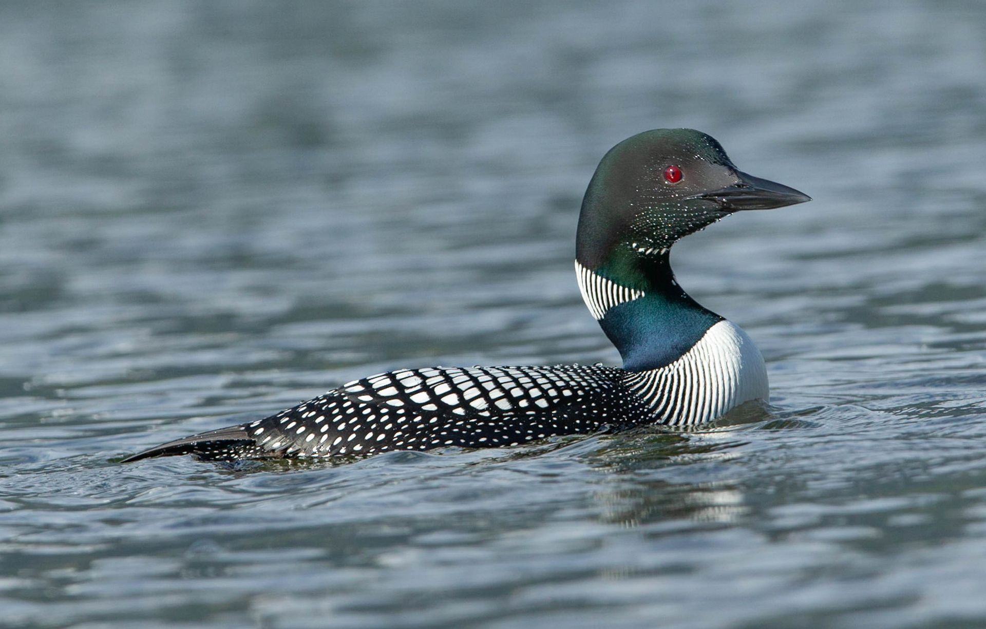 A loon is swimming in the water with red eyes.