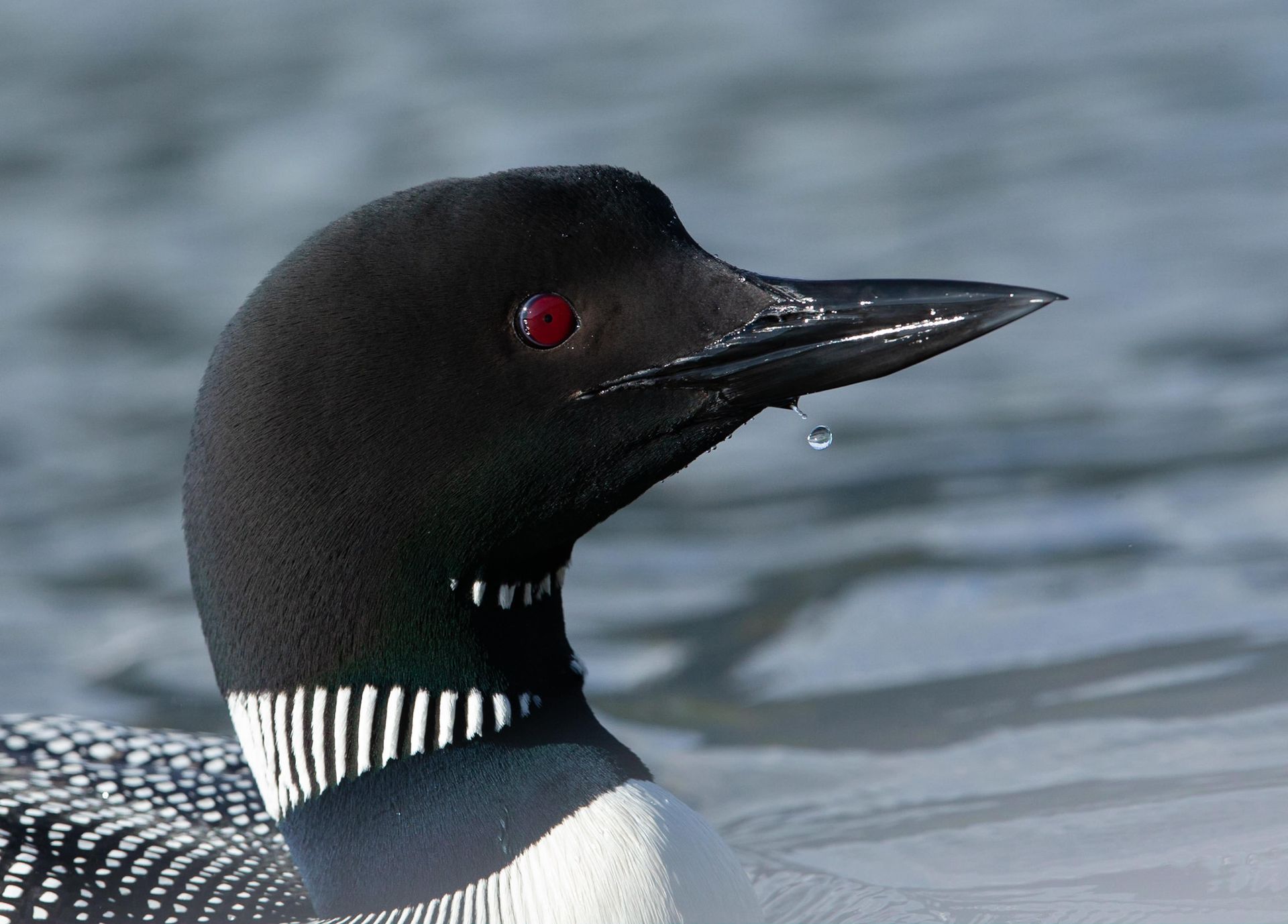 A black and white bird with red eyes is swimming in the water