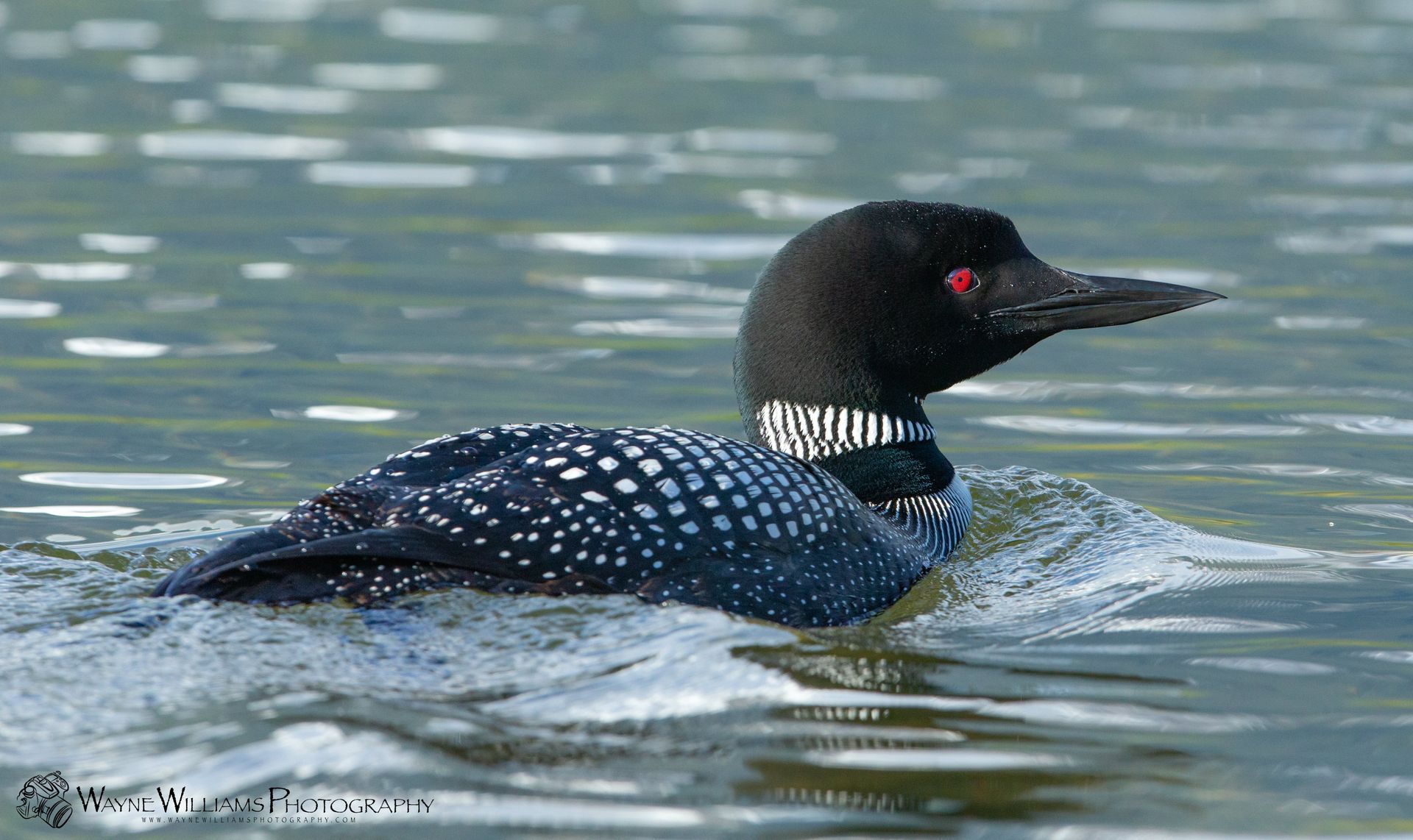 A black and white bird with red eyes is swimming in the water.
