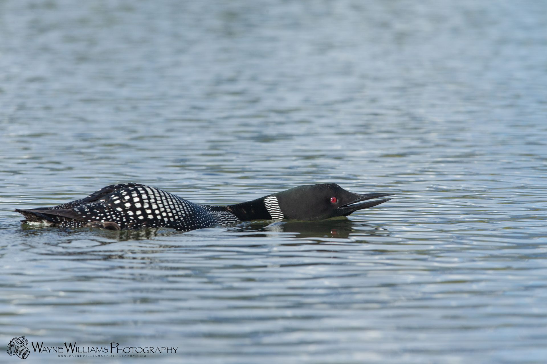A black and white bird is swimming in the water.