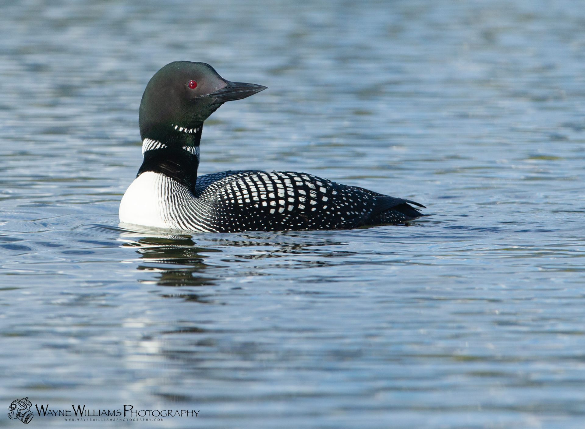 A black and white duck is swimming in the water.
