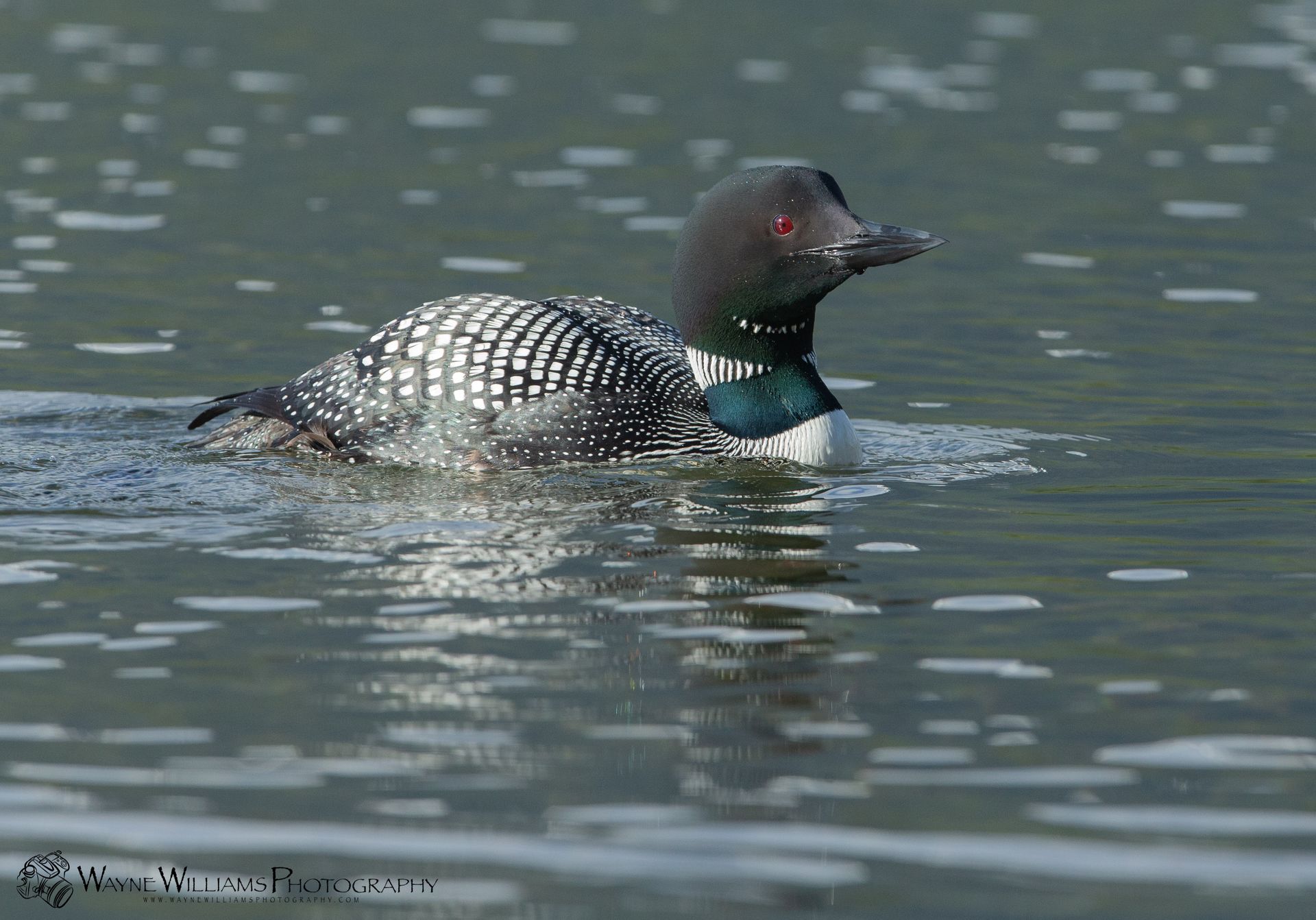 A black and white duck is swimming in the water.