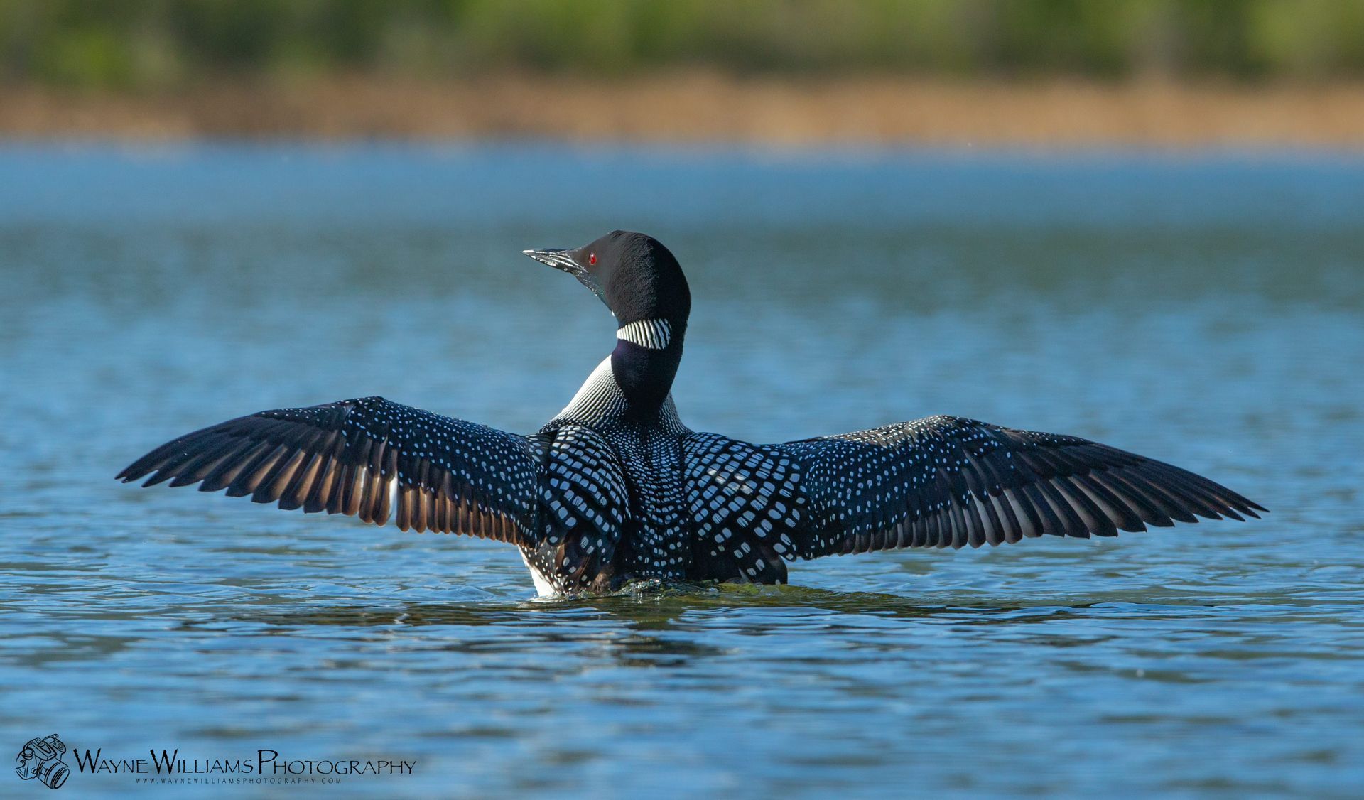 A bird is swimming in the water with its wings outstretched.