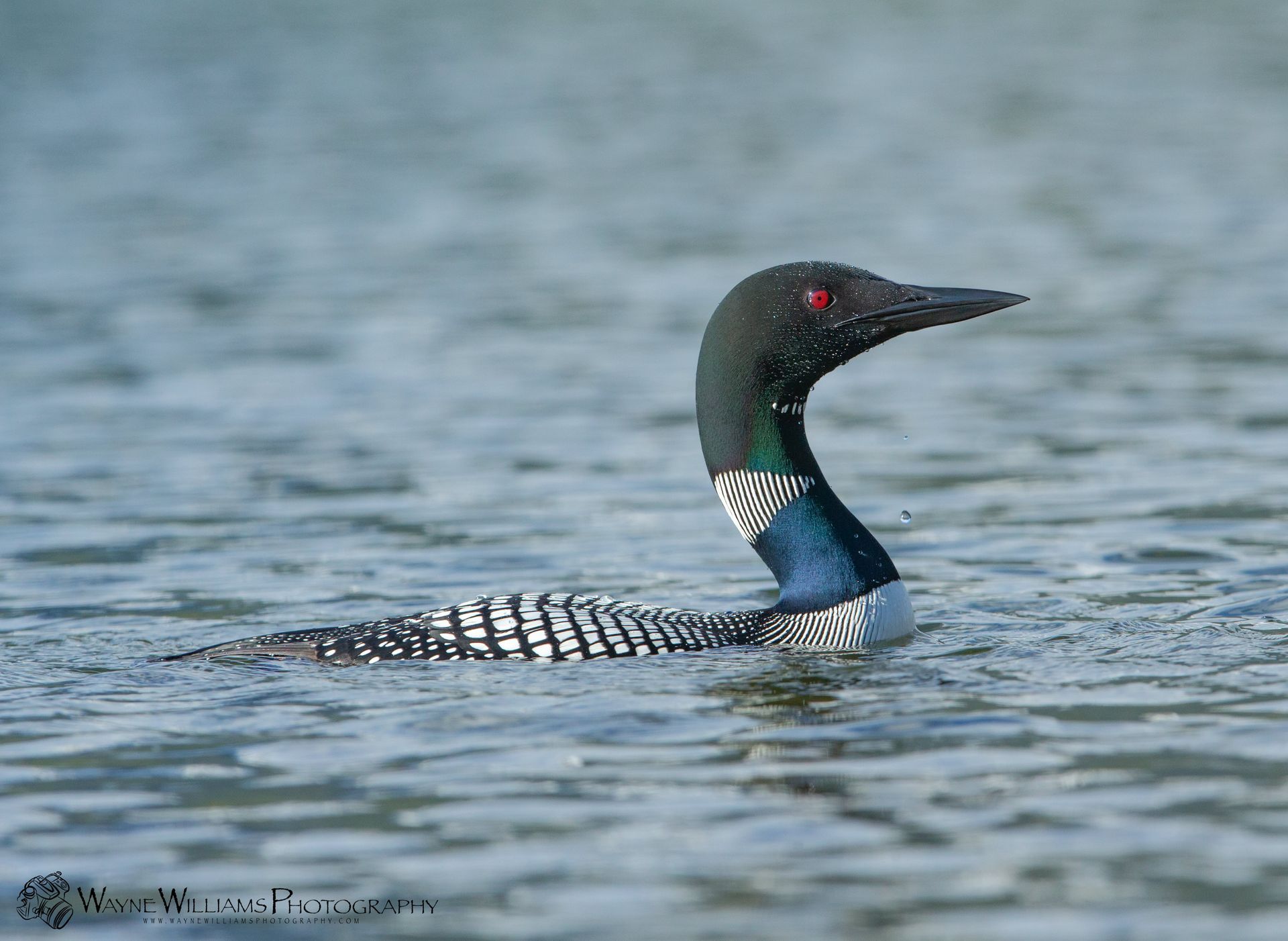 A black and white bird is swimming in the water.