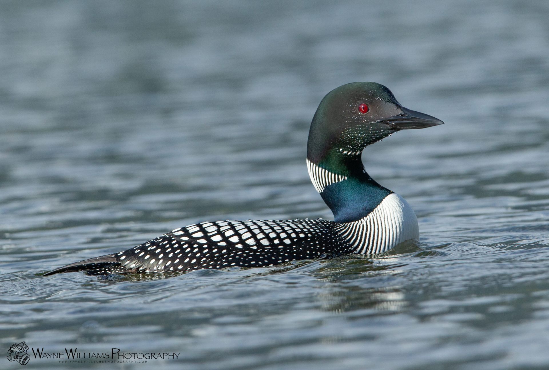 A loon is swimming in the water with red eyes.