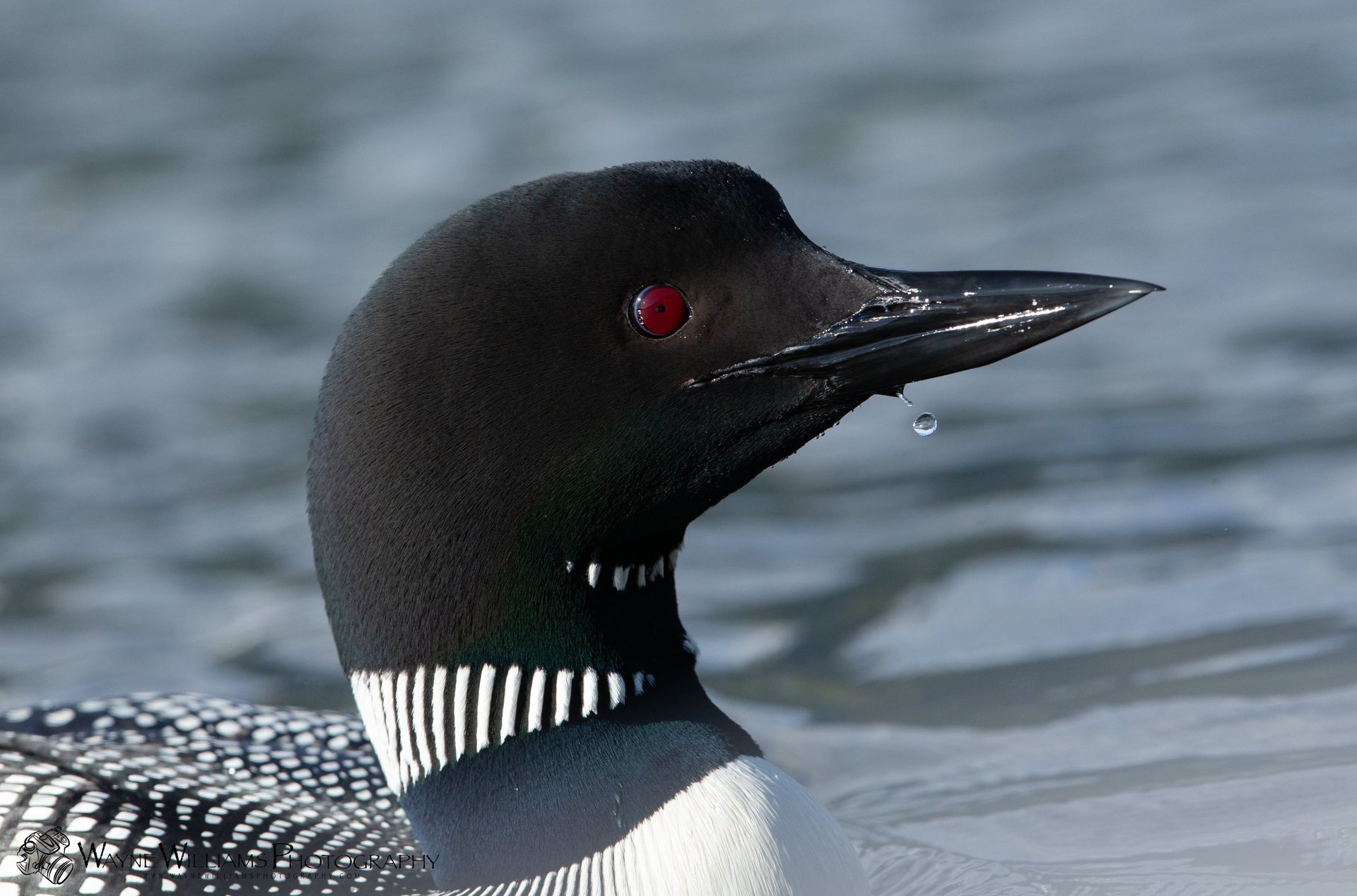 A black and white bird with red eyes is swimming in the water.