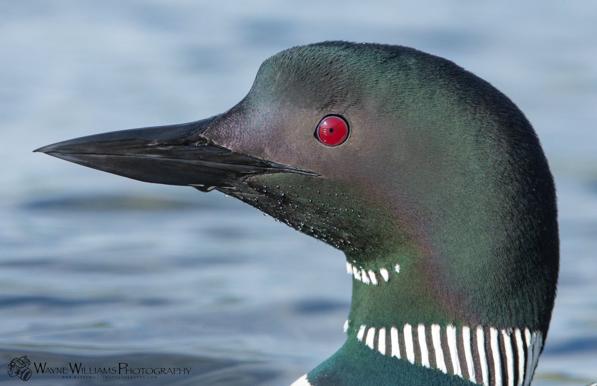 A close up of a bird 's head with red eyes