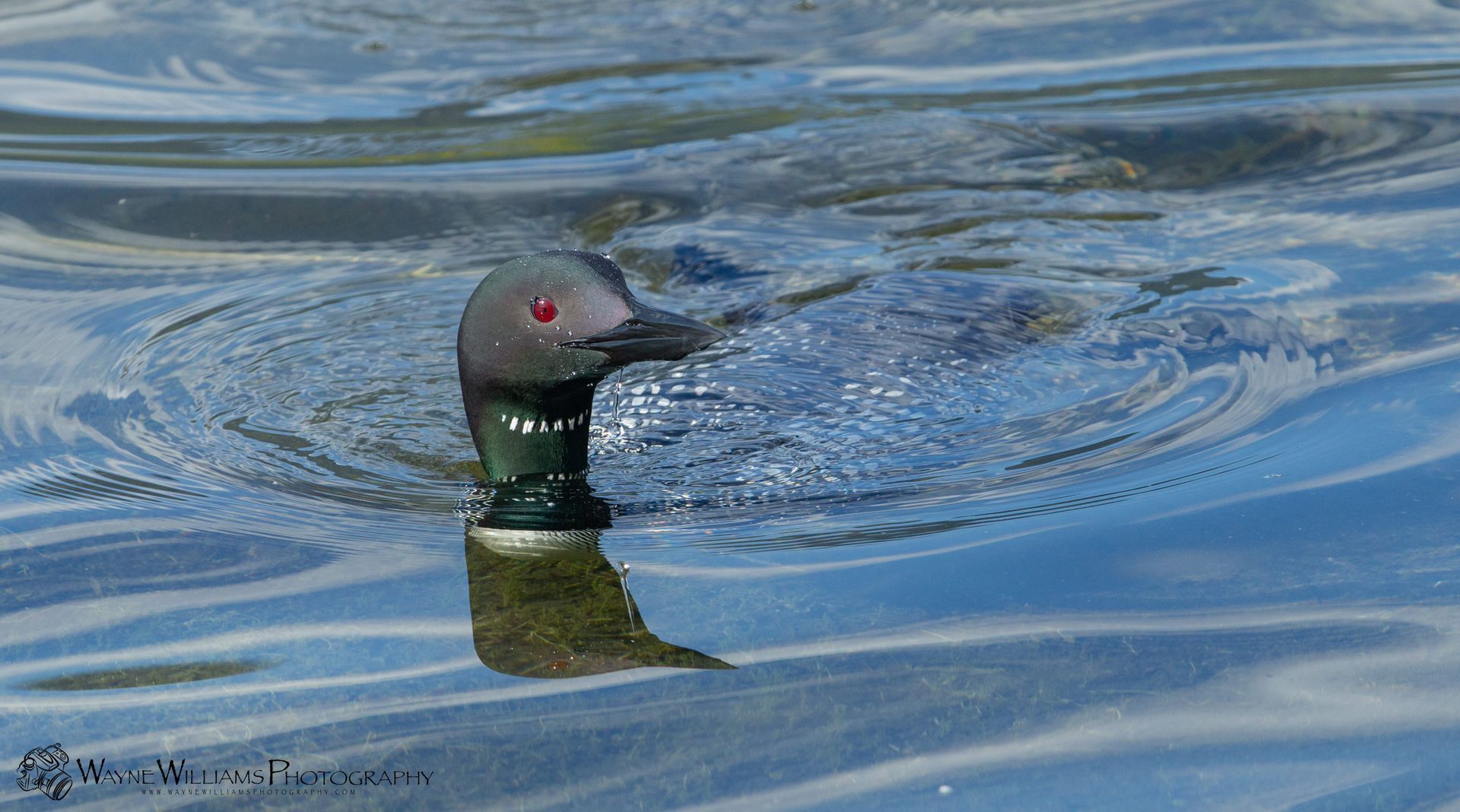 A duck is swimming in the water with its head out of the water.