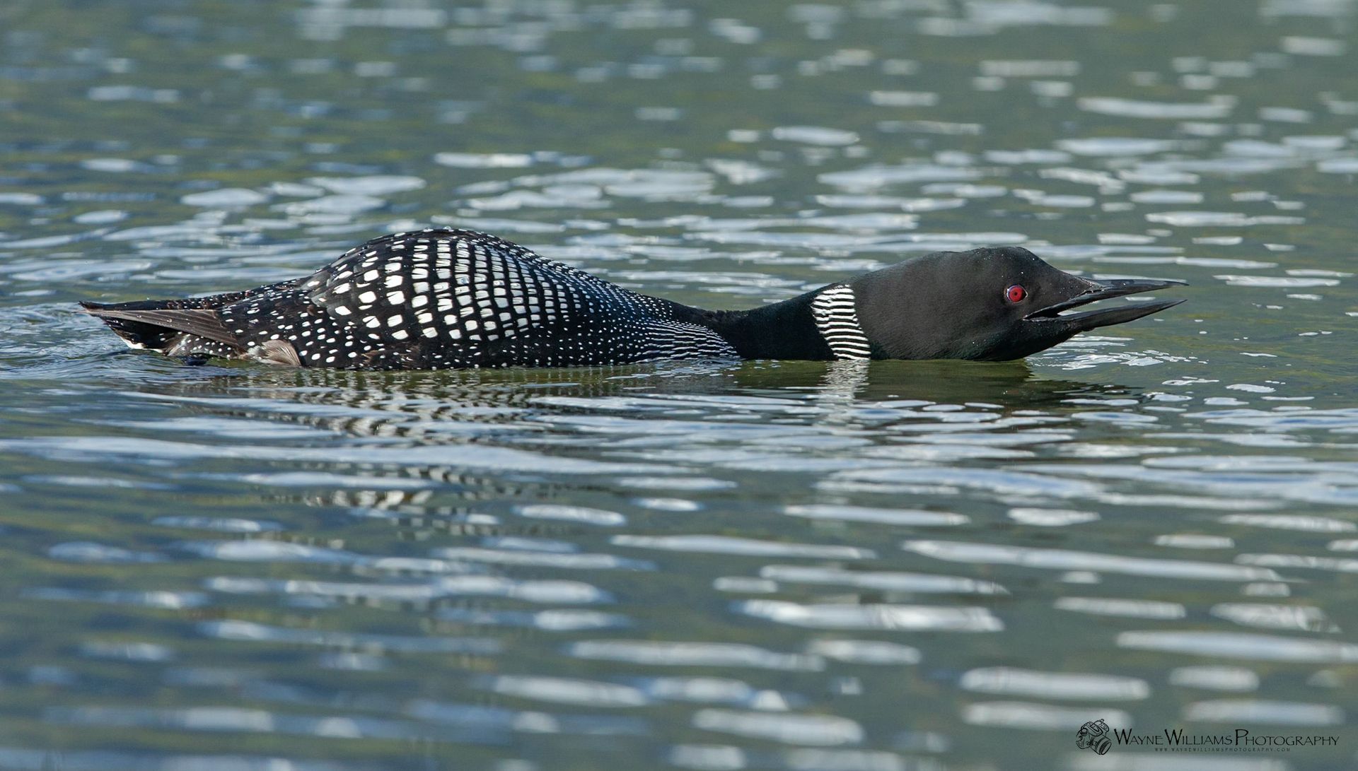 A black and white bird is swimming in the water.