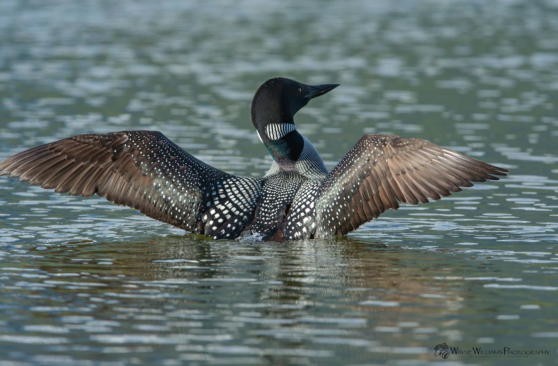 A loon is standing in the water with its wings spread.