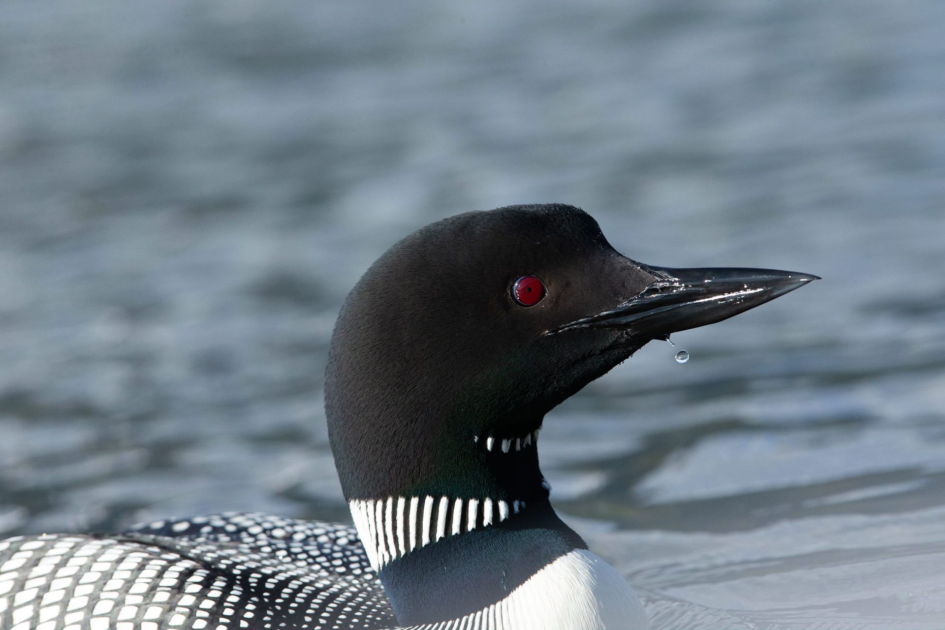 A black and white bird with red eyes is swimming in the water.