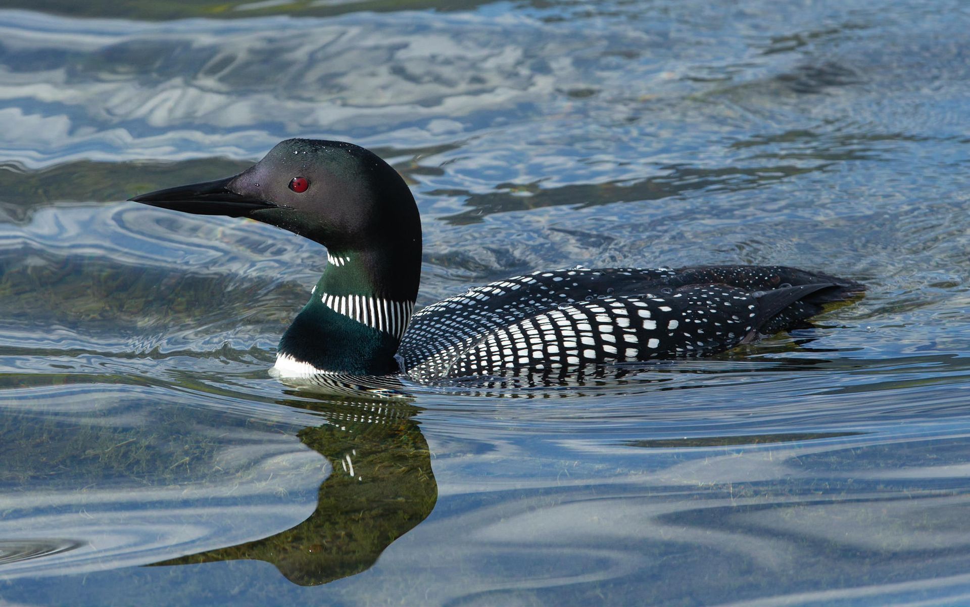 A black and white duck is swimming in the water.