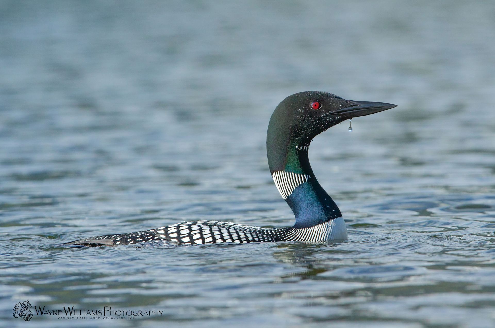 A bird with red eyes is swimming in the water.