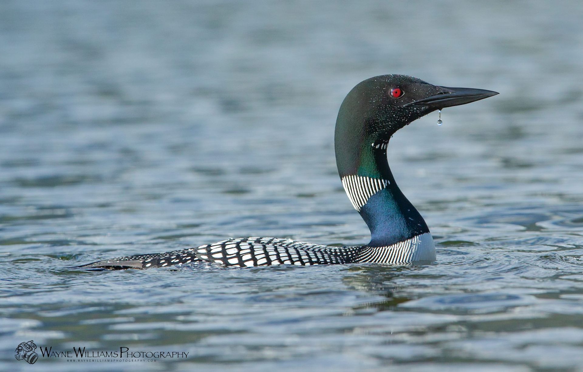 A black and blue bird is swimming in the water.