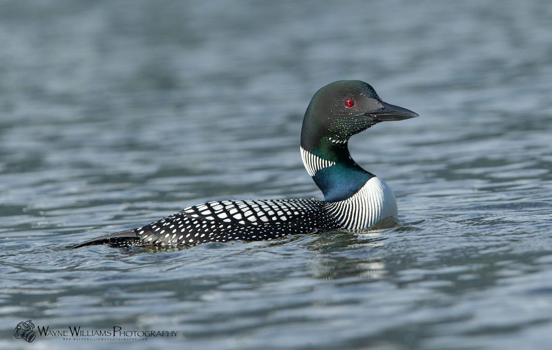 A black , white and blue duck is swimming in the water.