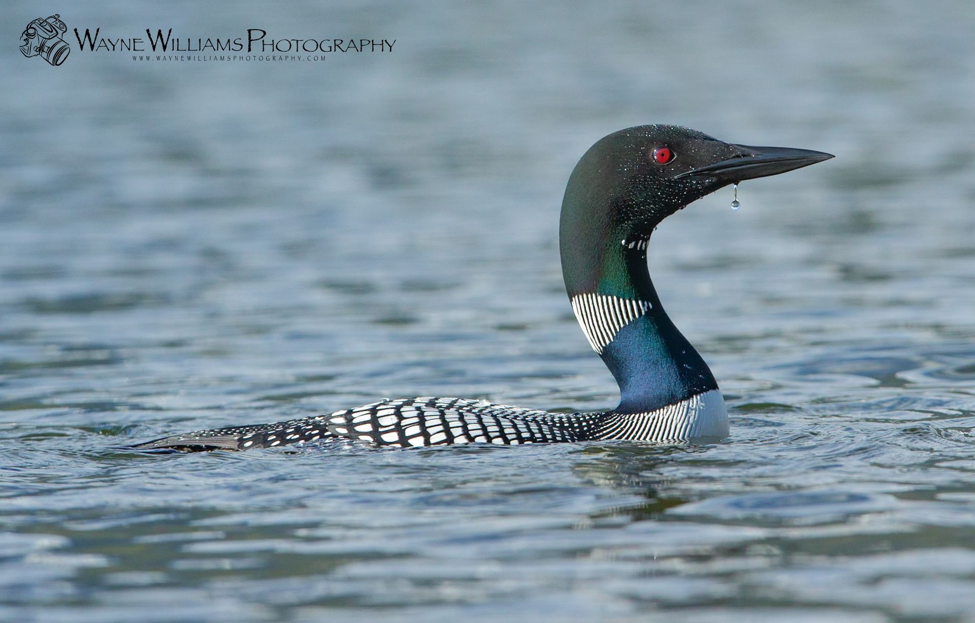 A black and blue bird is swimming in the water.