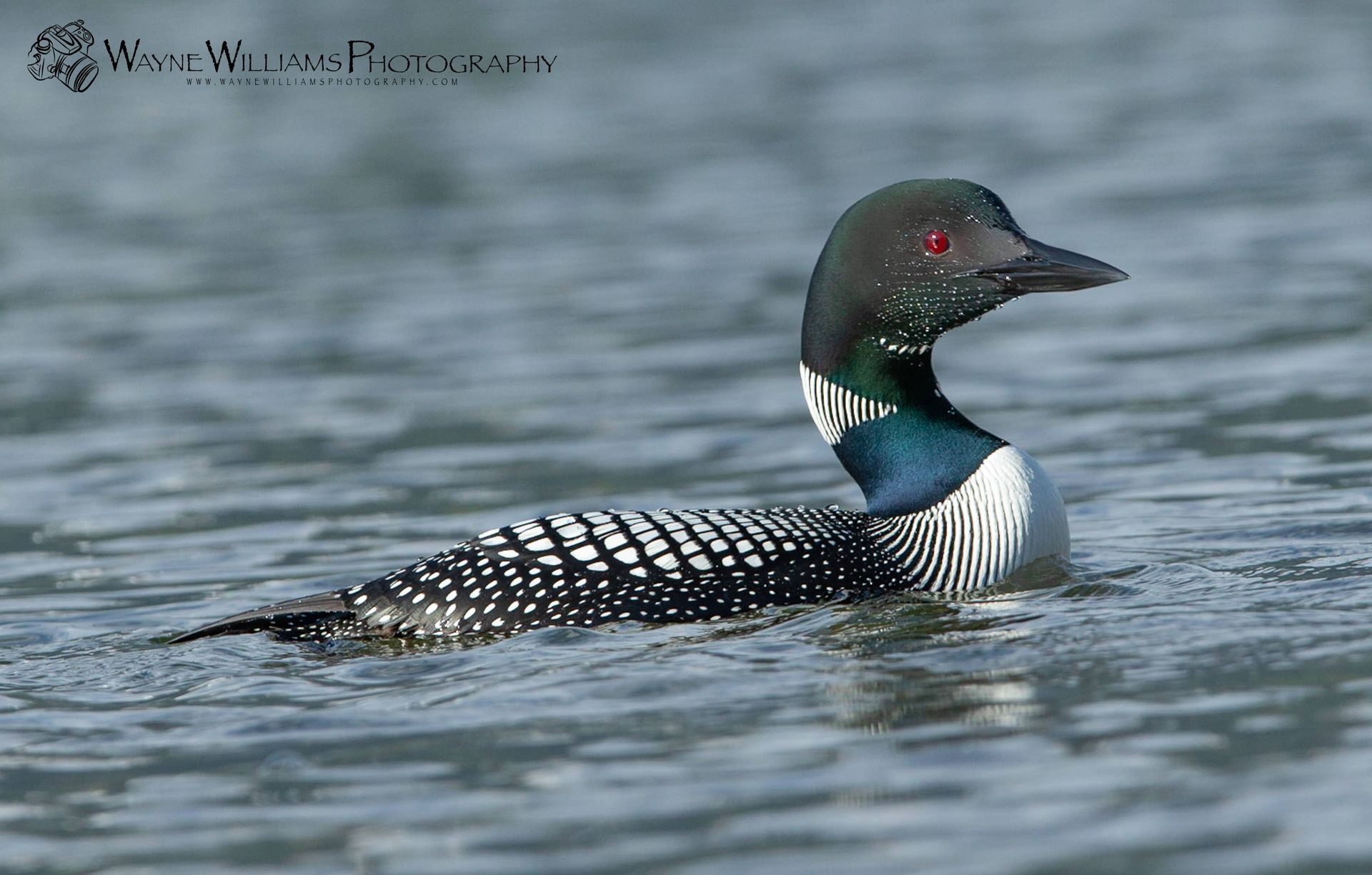 A black and white duck with red eyes is swimming in the water.