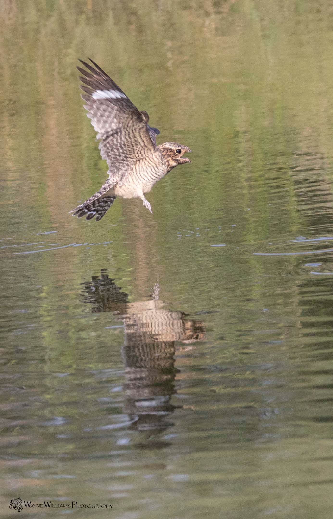 A bird is flying over a body of water with its reflection in the water.