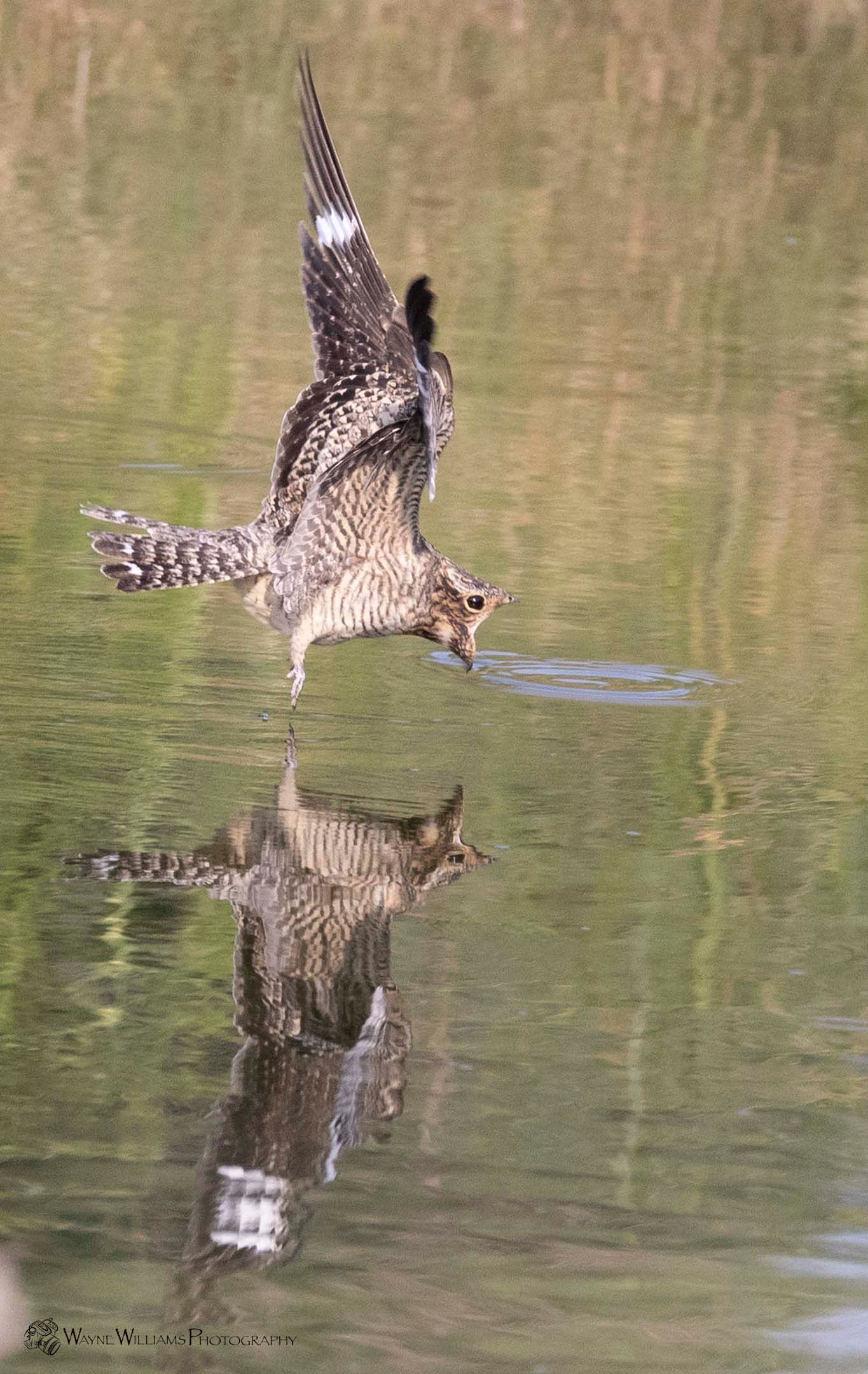 A bird is flying over a body of water with a fish in its beak.