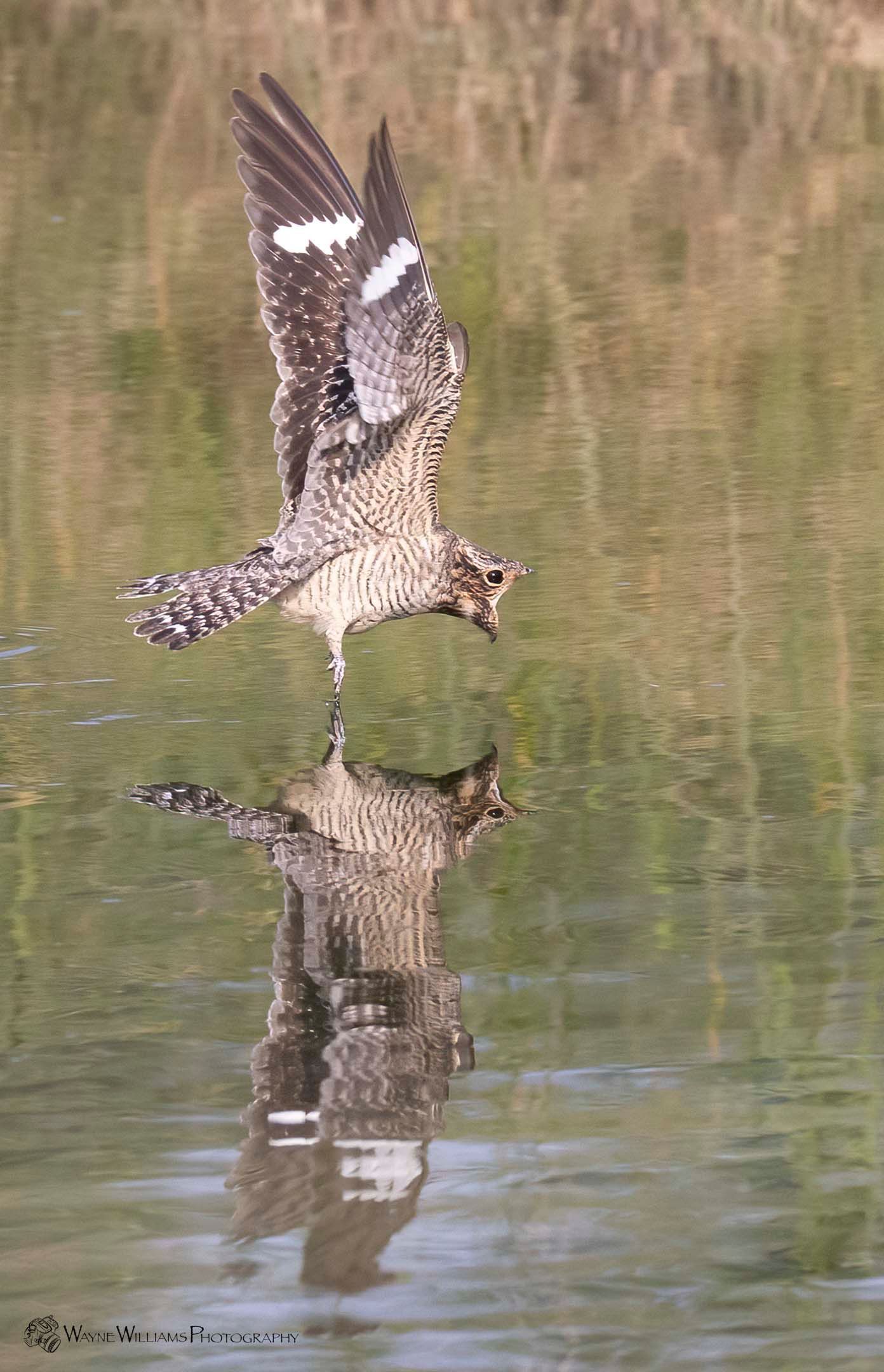 A bird is flying over a body of water with its reflection in the water.