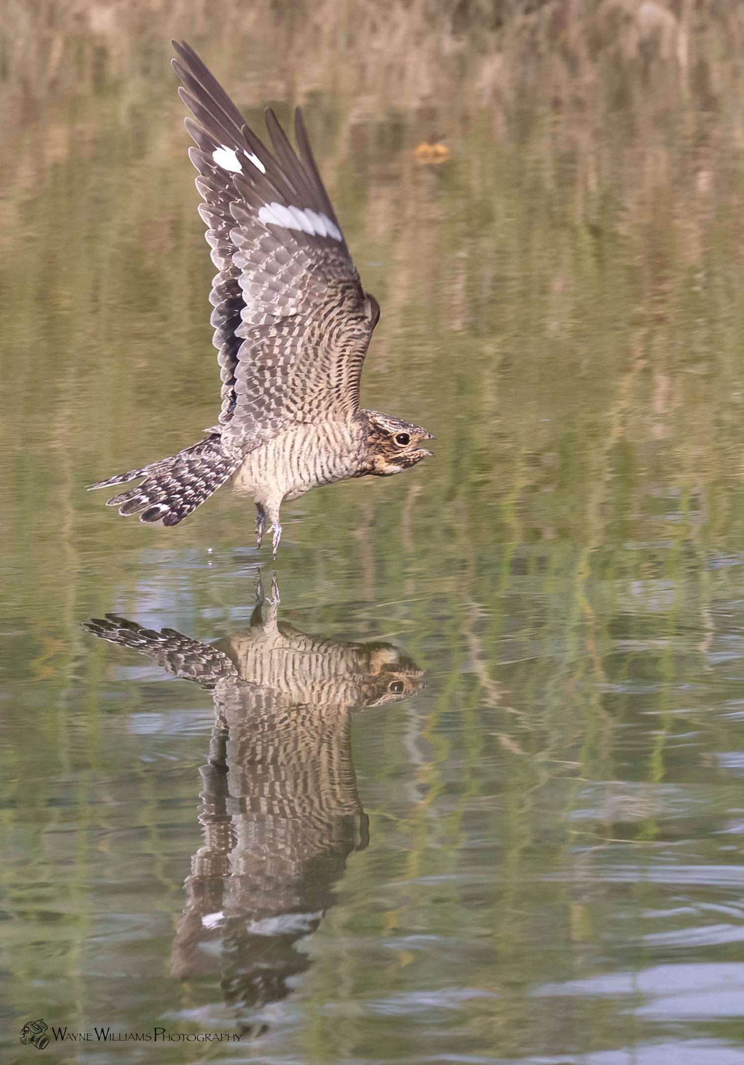 A bird is flying over a body of water with its reflection in the water.
