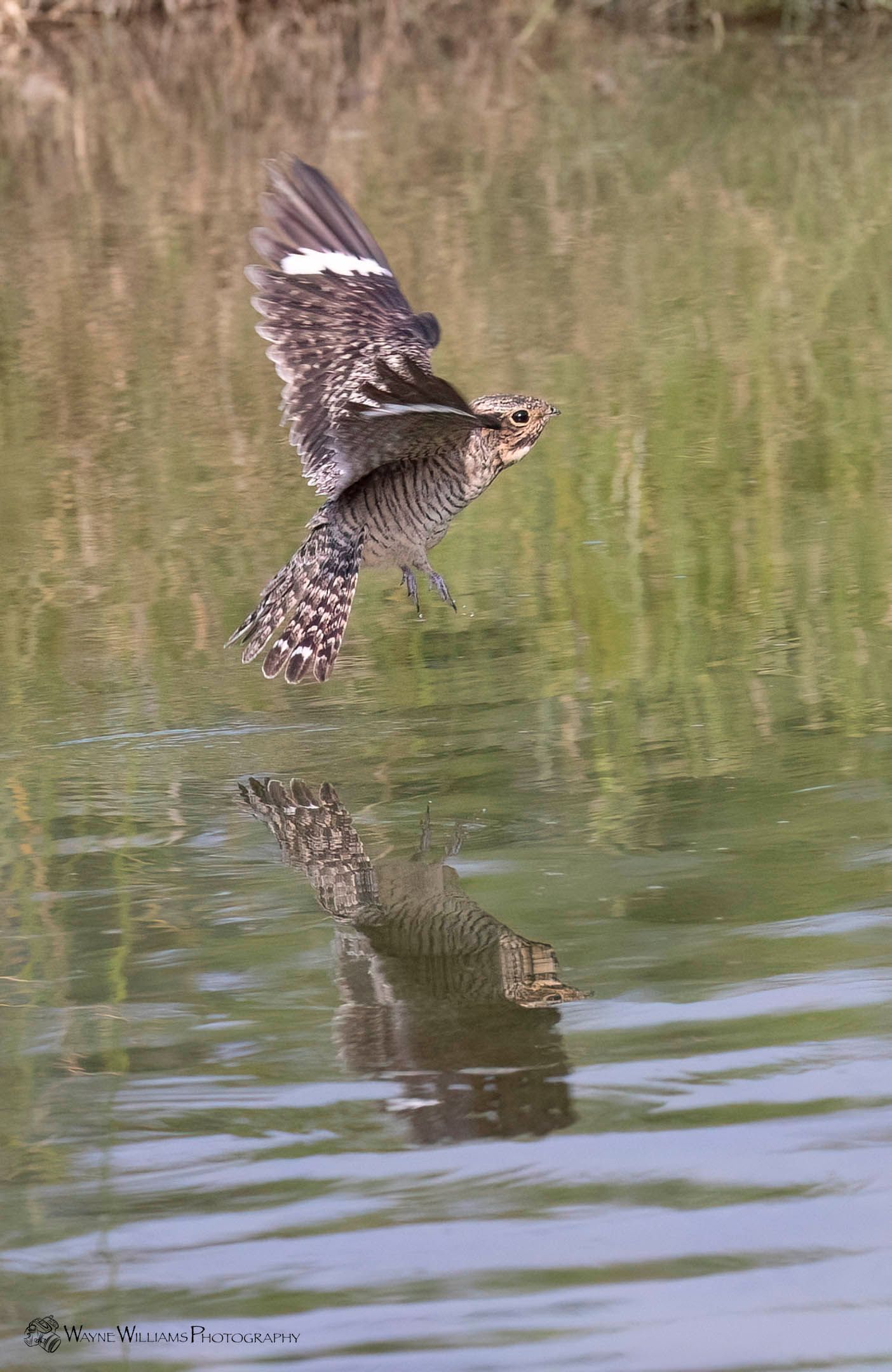 A bird is flying over a body of water.