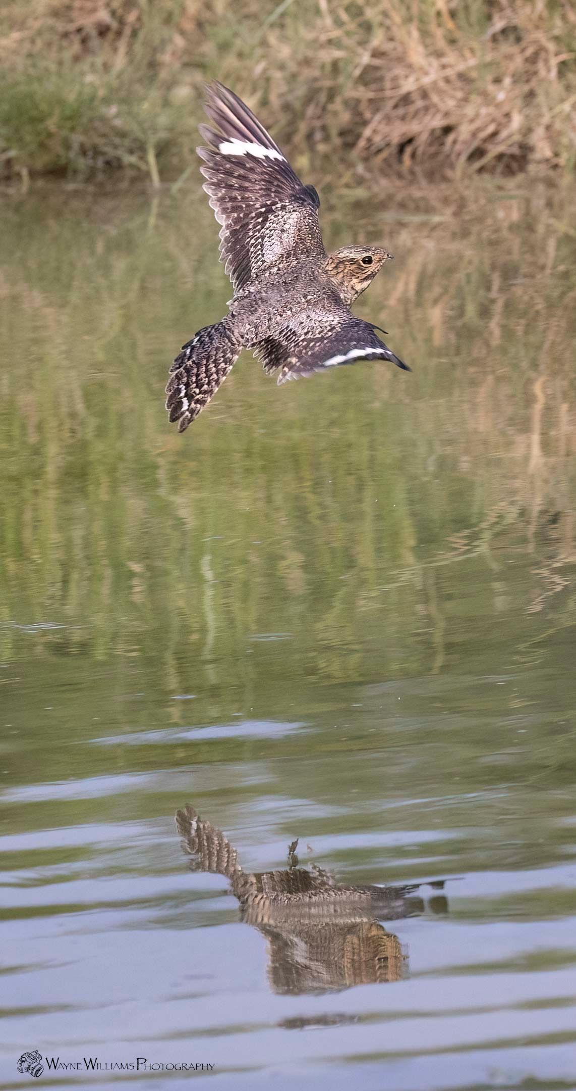 A bird is flying over a body of water.
