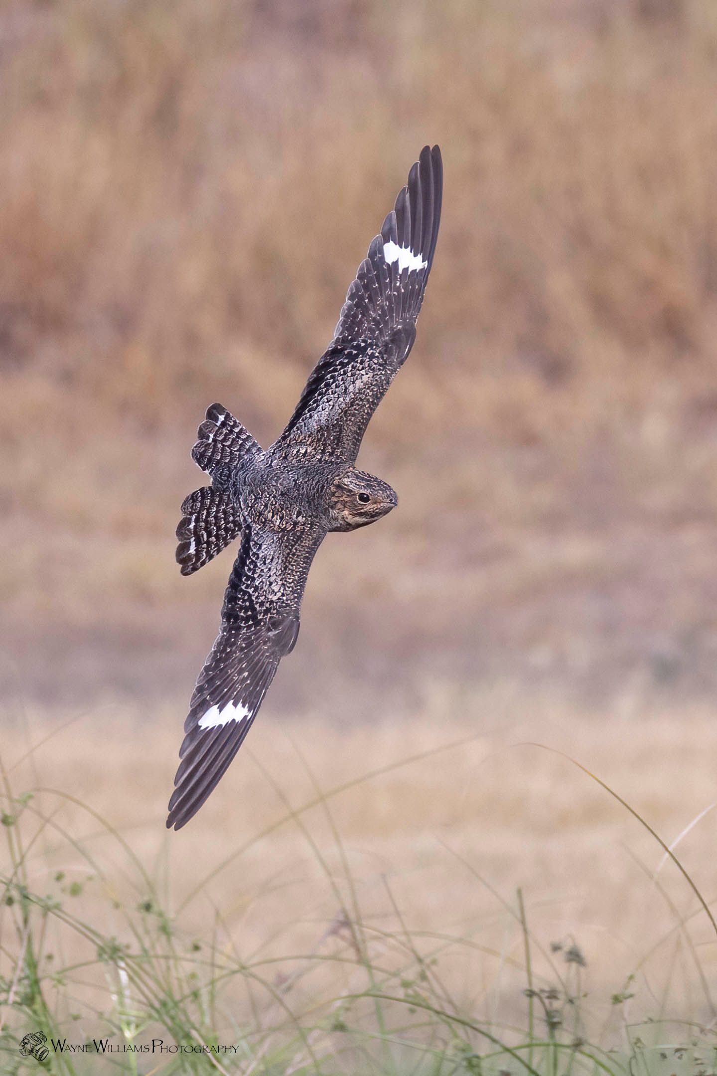 A bird is flying over a field of tall grass.